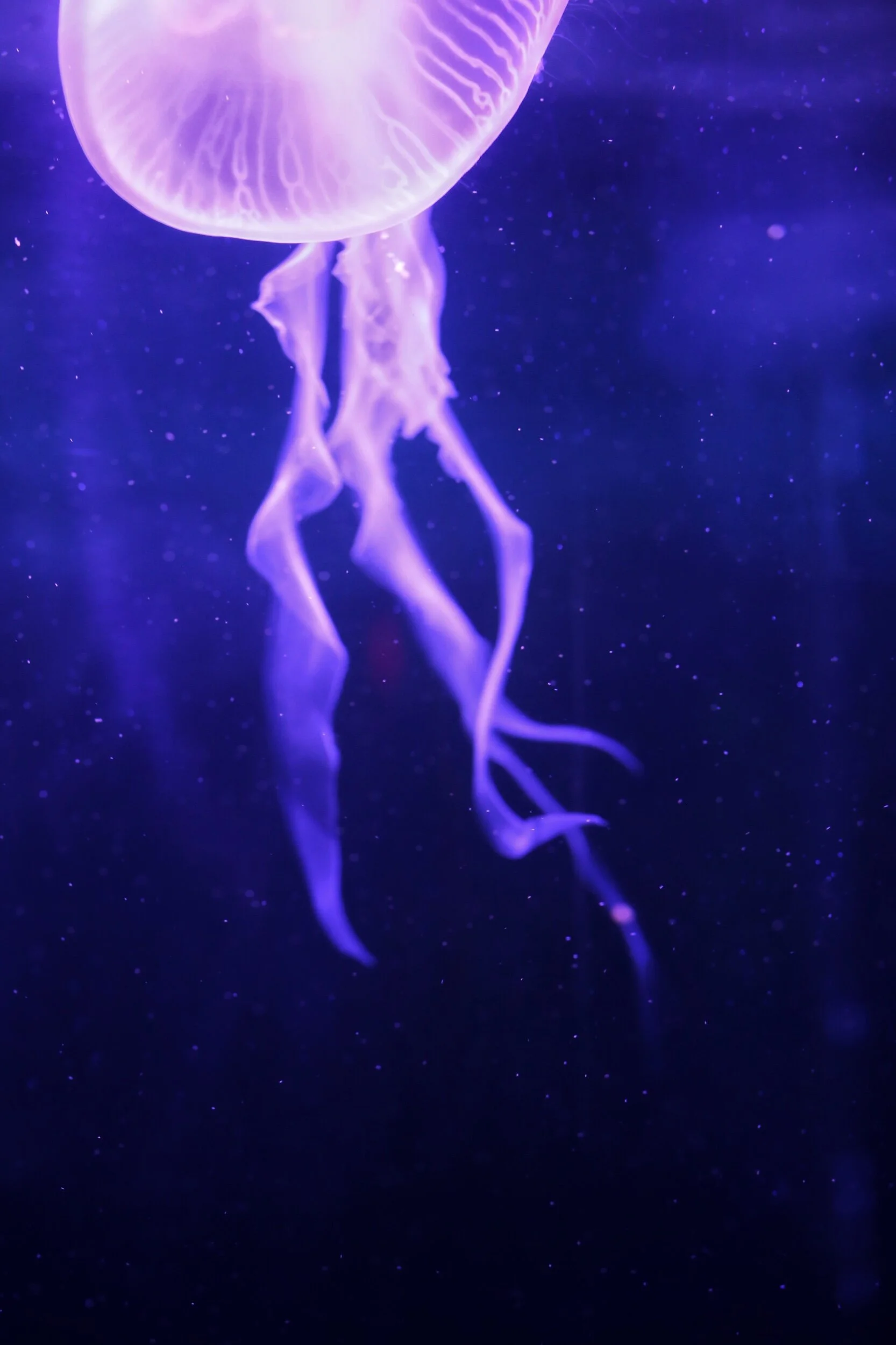 jellyfish tendrils