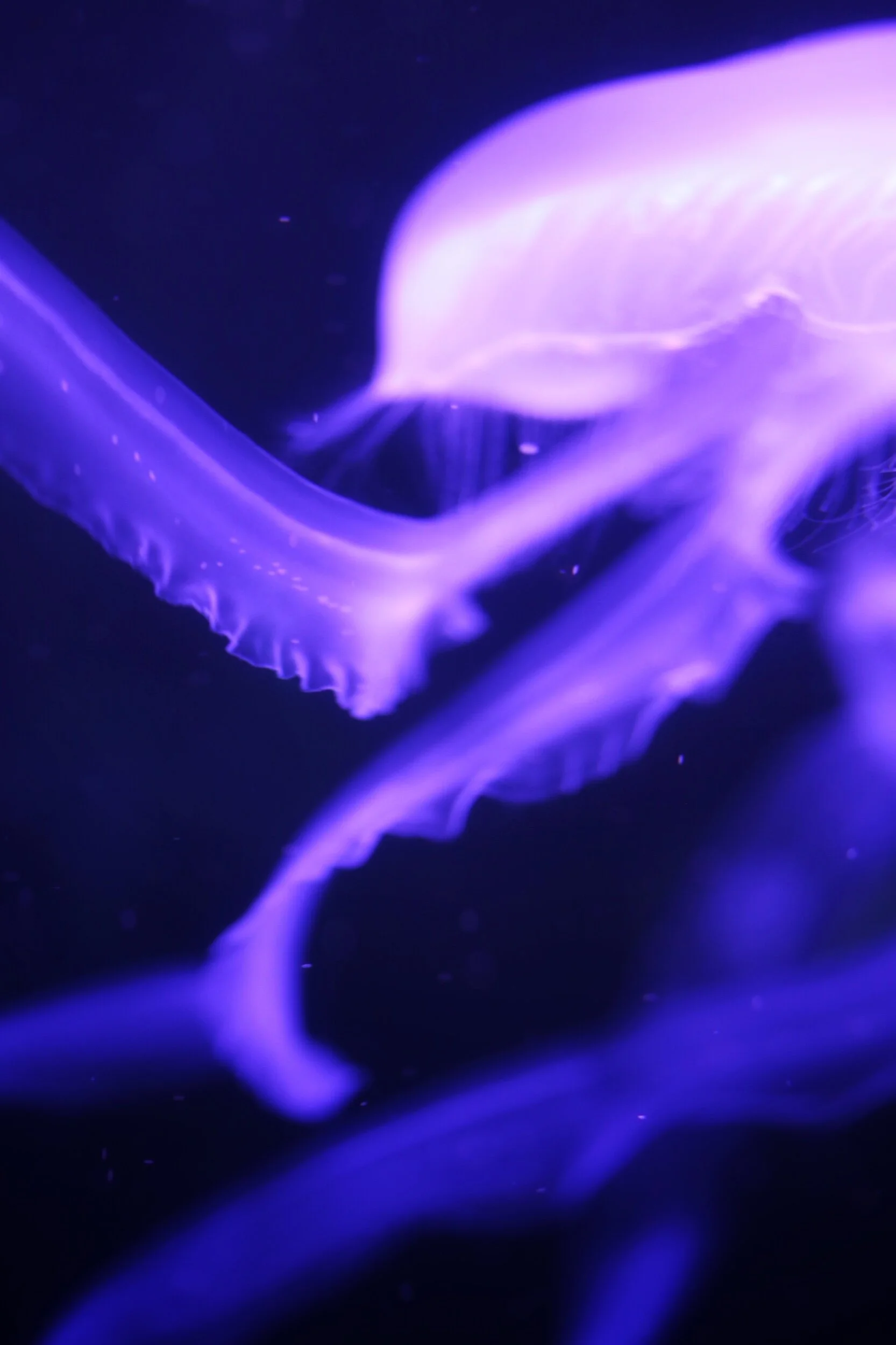 jellyfish tendrils
