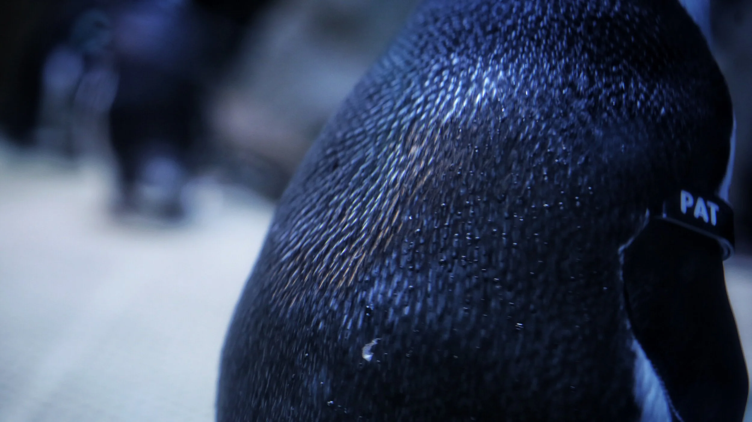 penguin detail