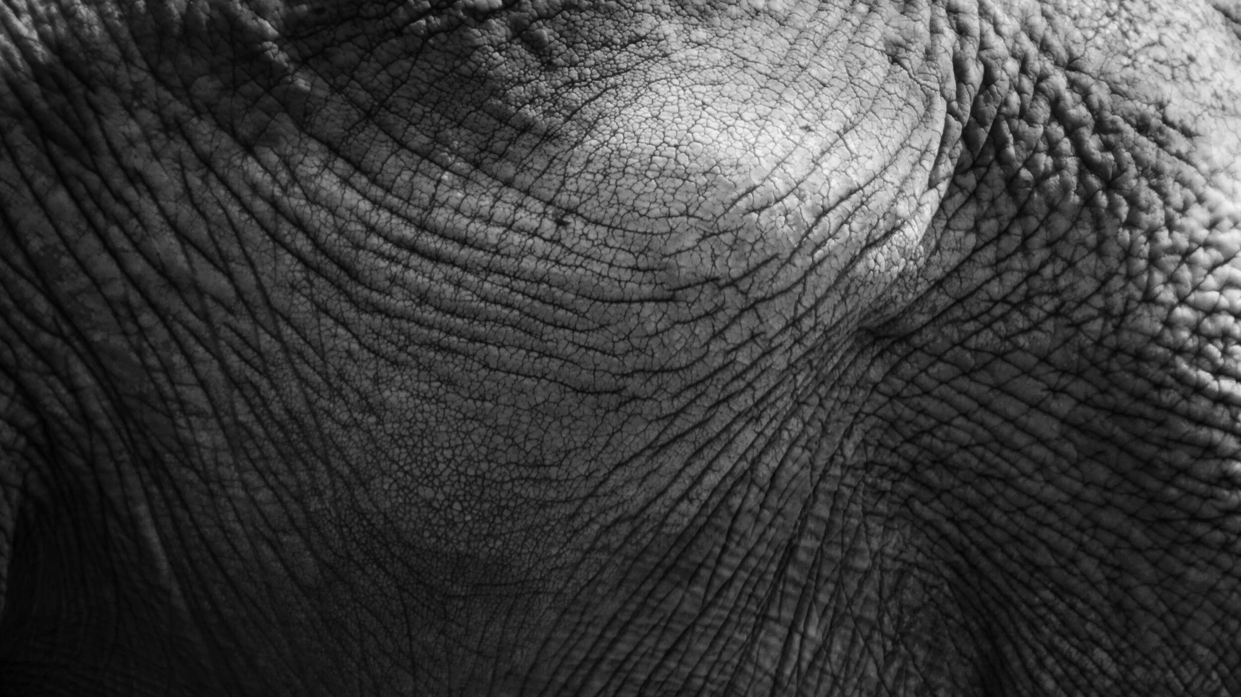 elephant detail