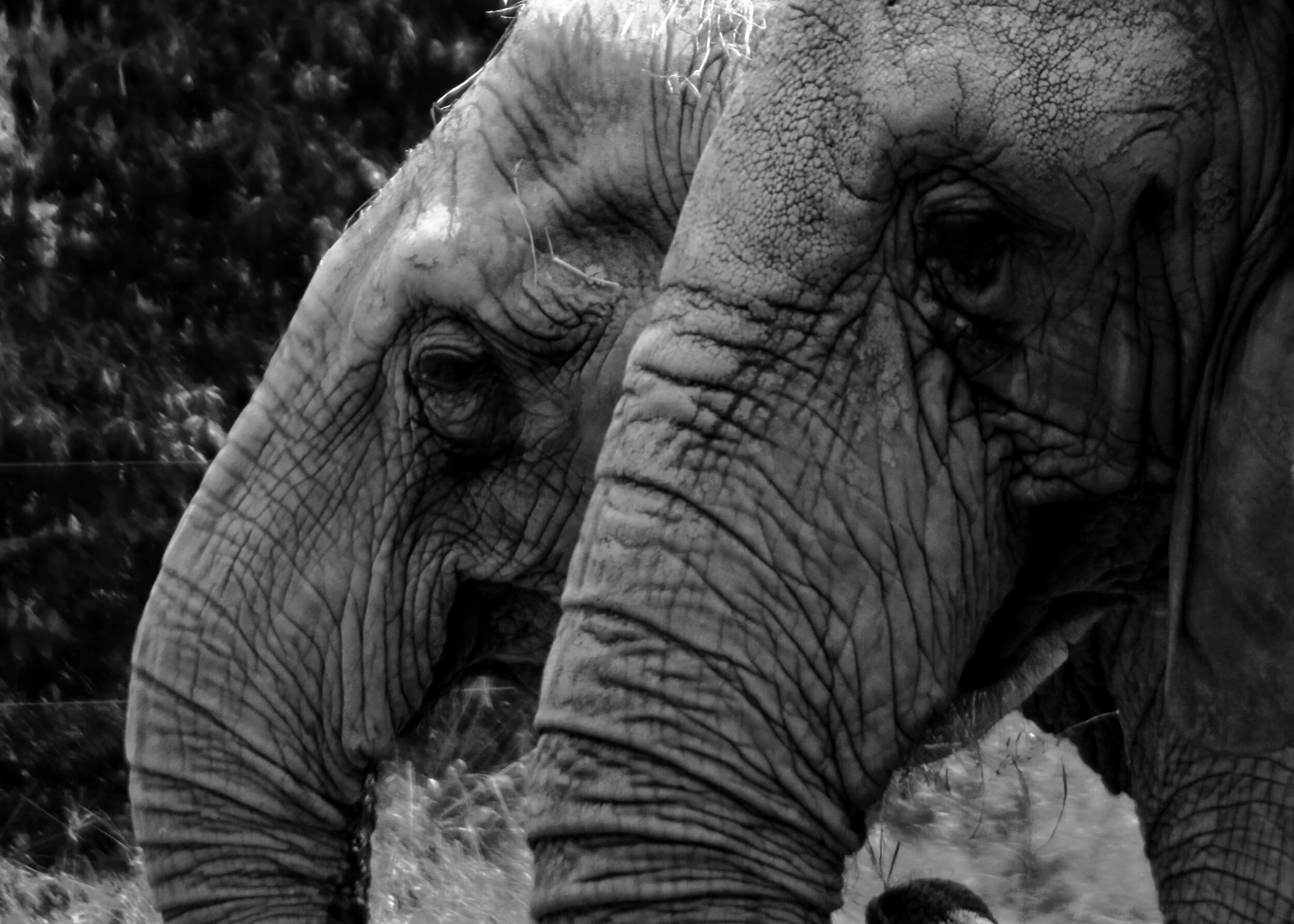 elephants