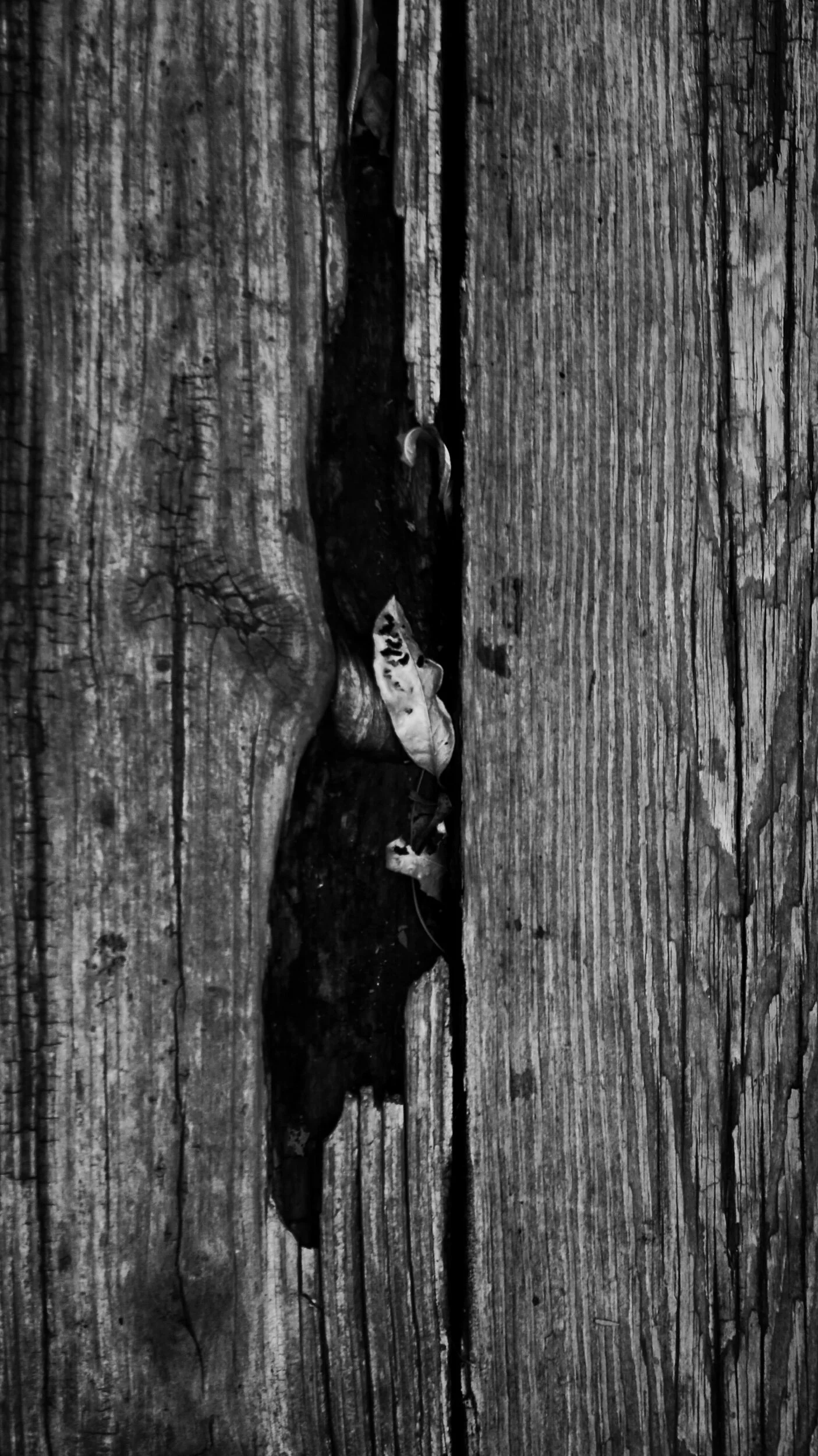 leaves in a board