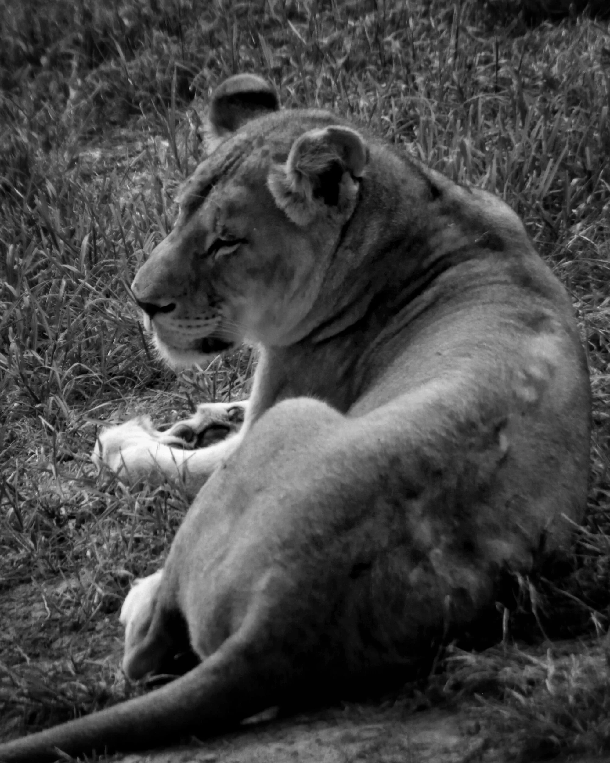 lioness