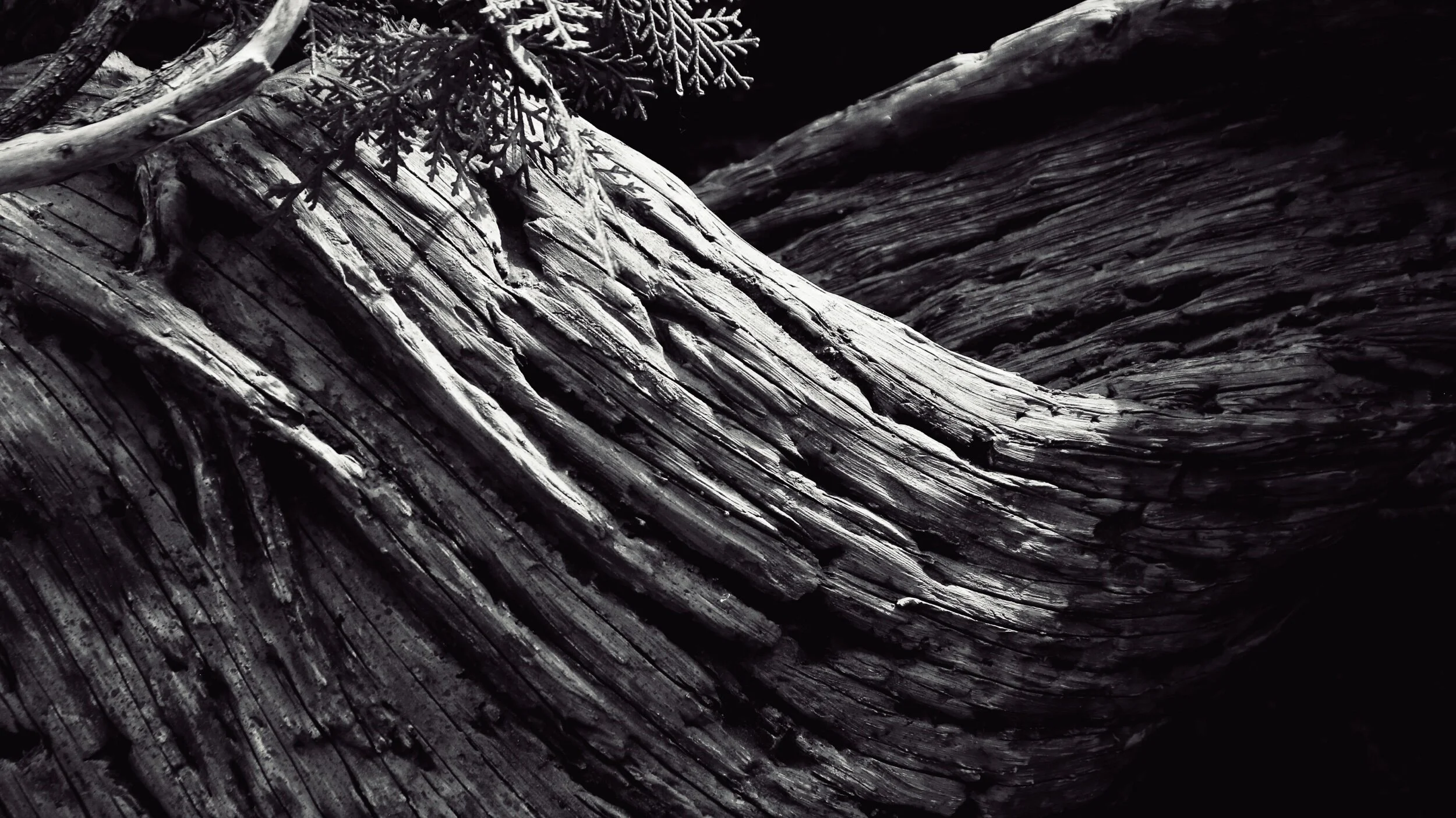 tree detail, desert biome