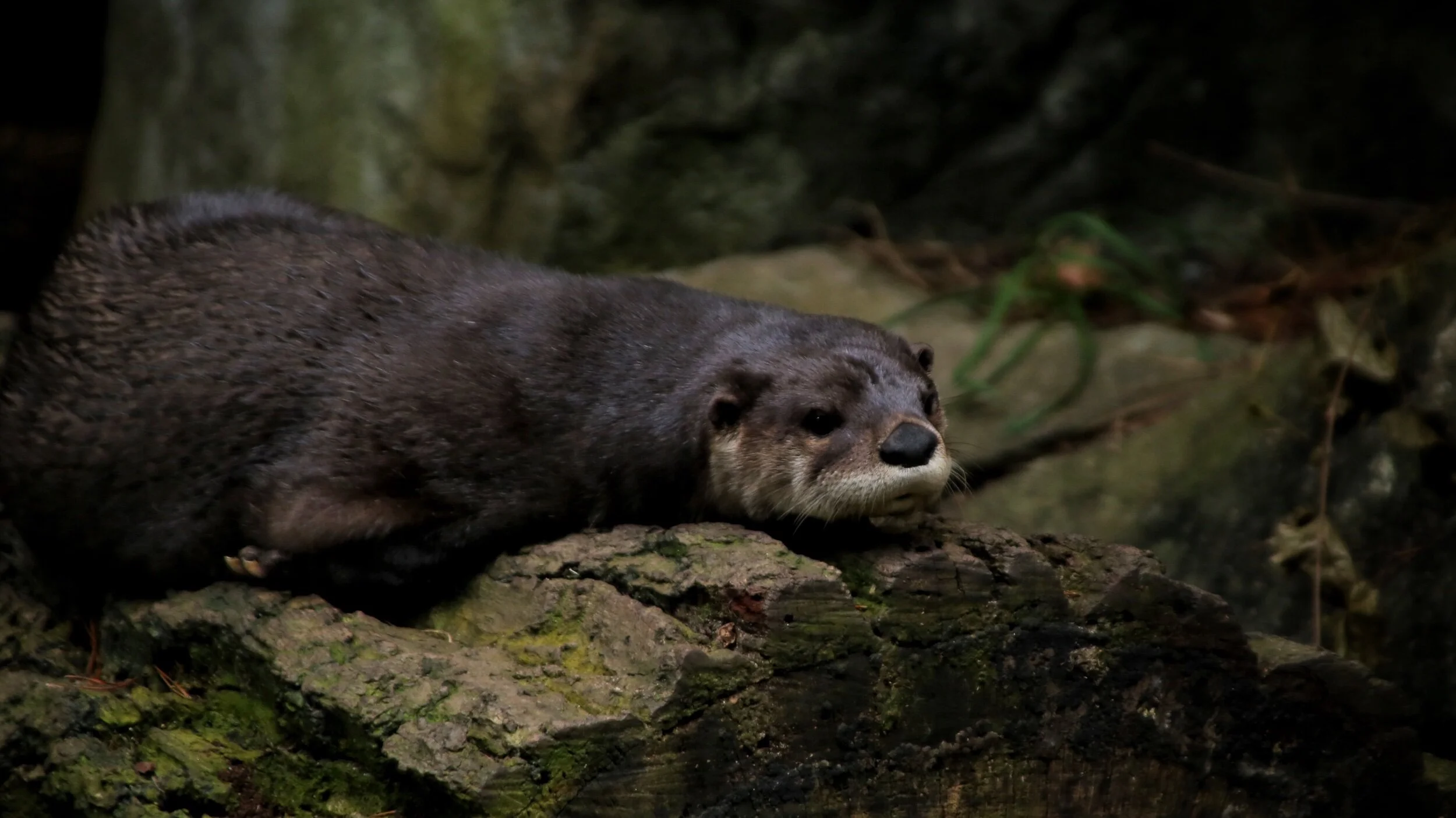 sleepy otter