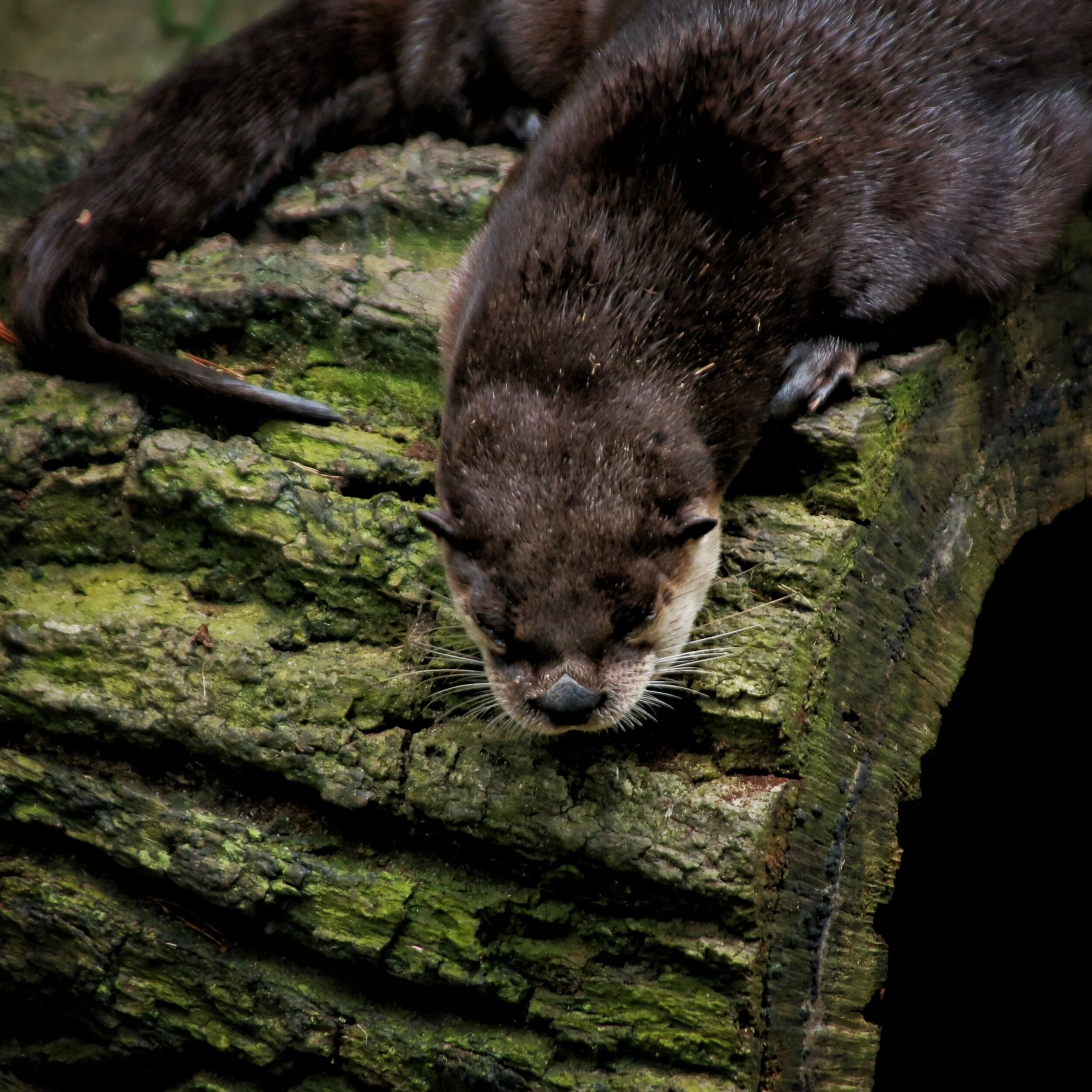 sleepy otter