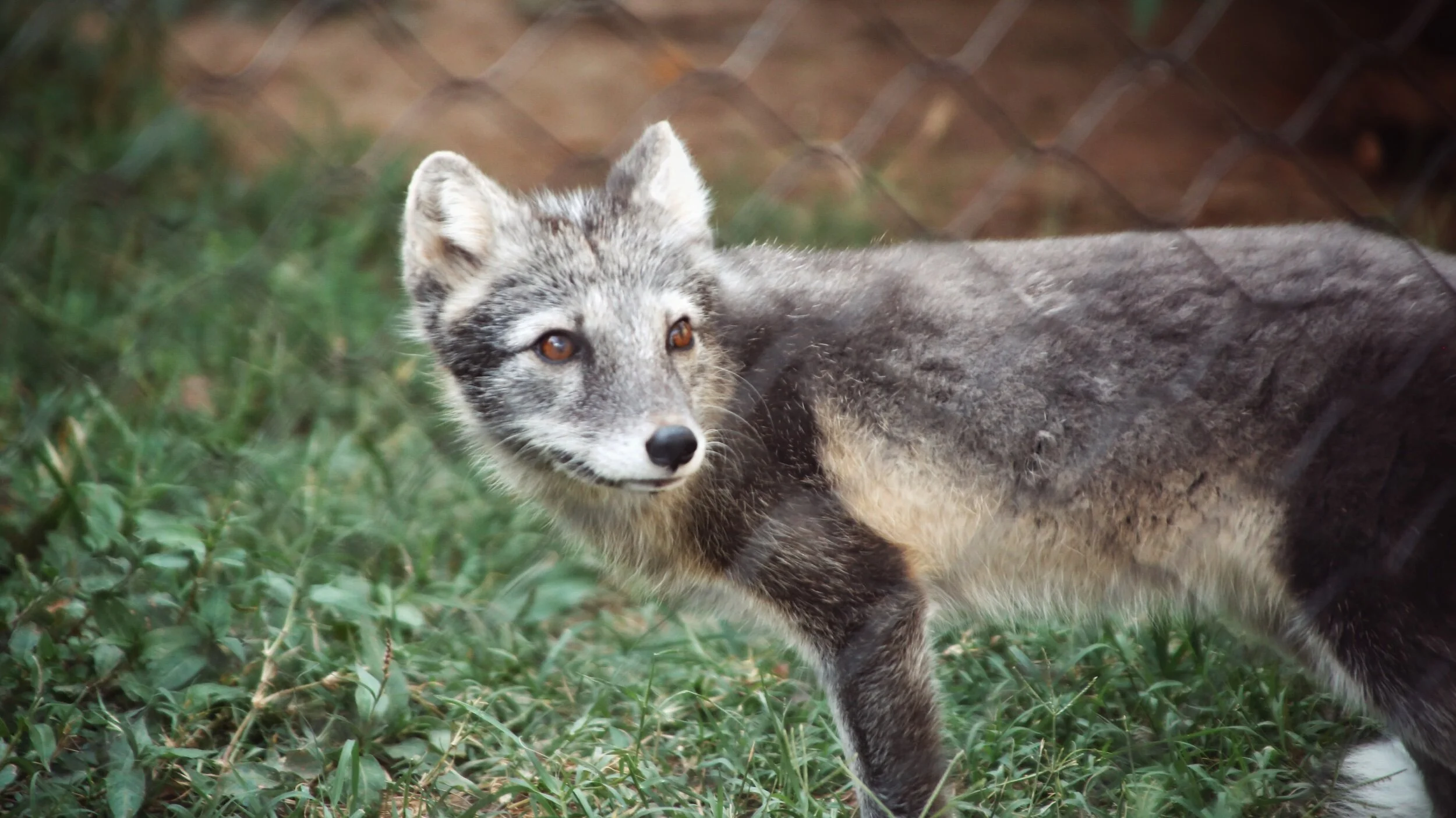 excited arctic fox