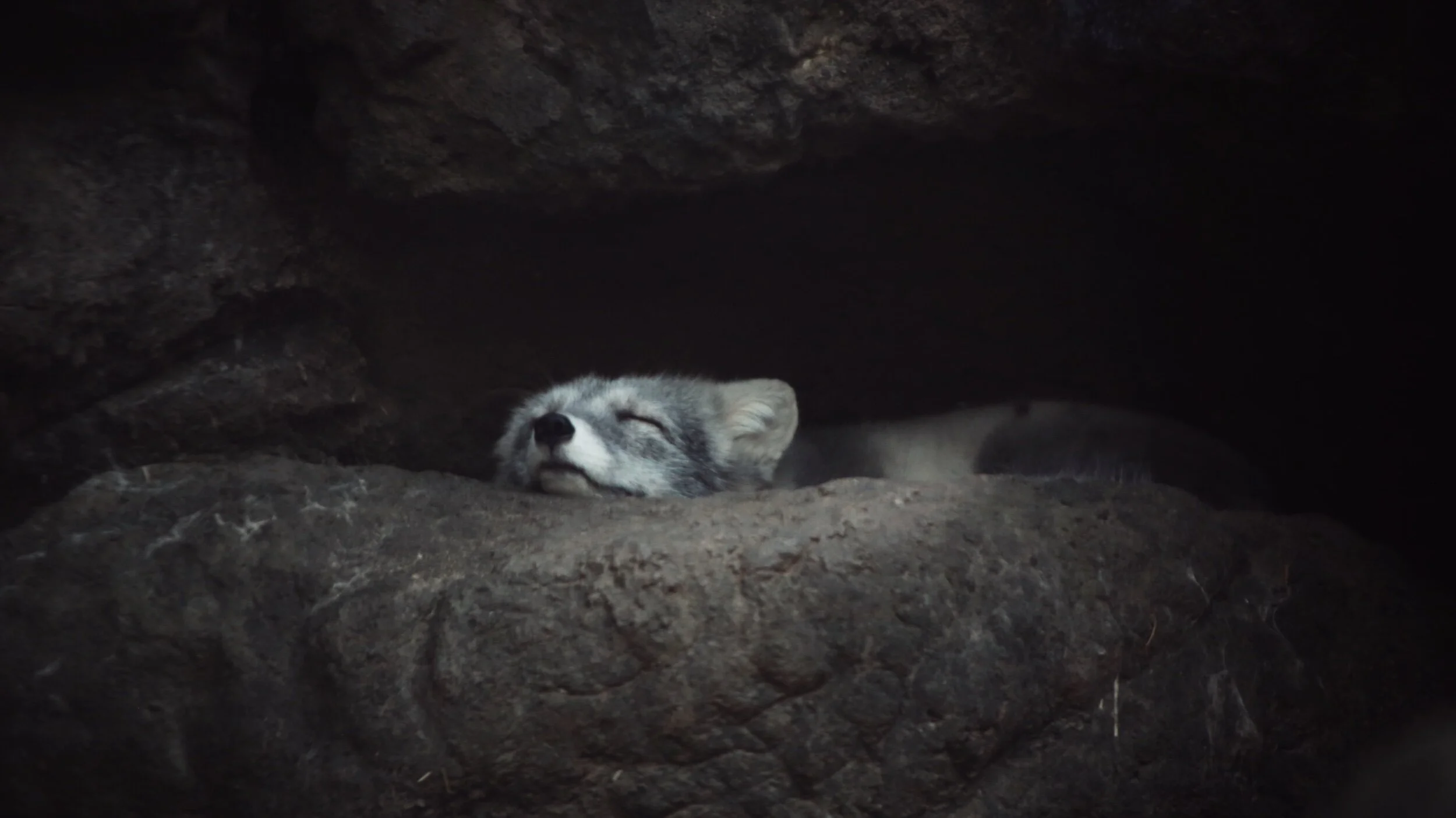 sleepy arctic fox