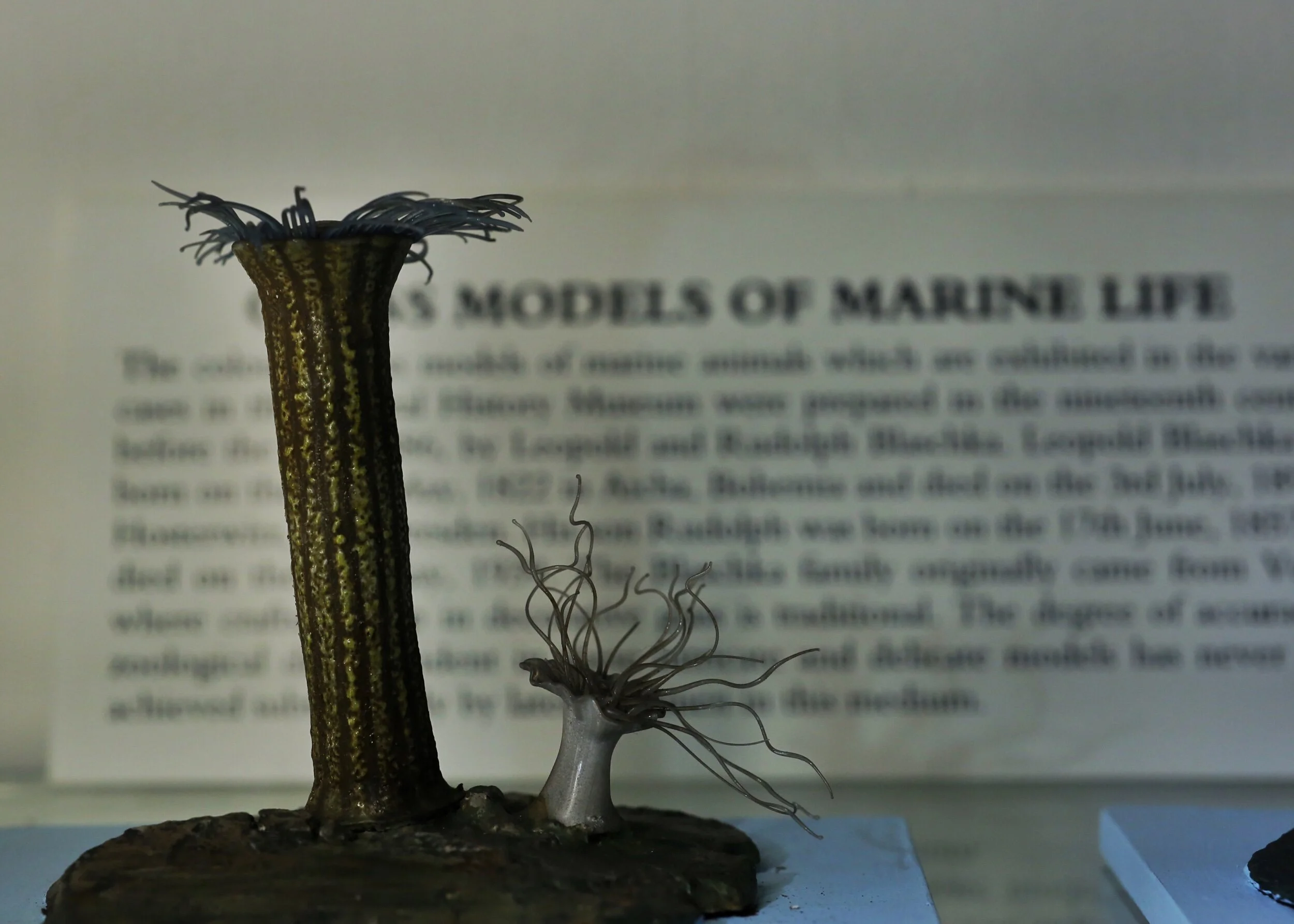 Blashka Glass models of sea life, Dublin Natural History Museum