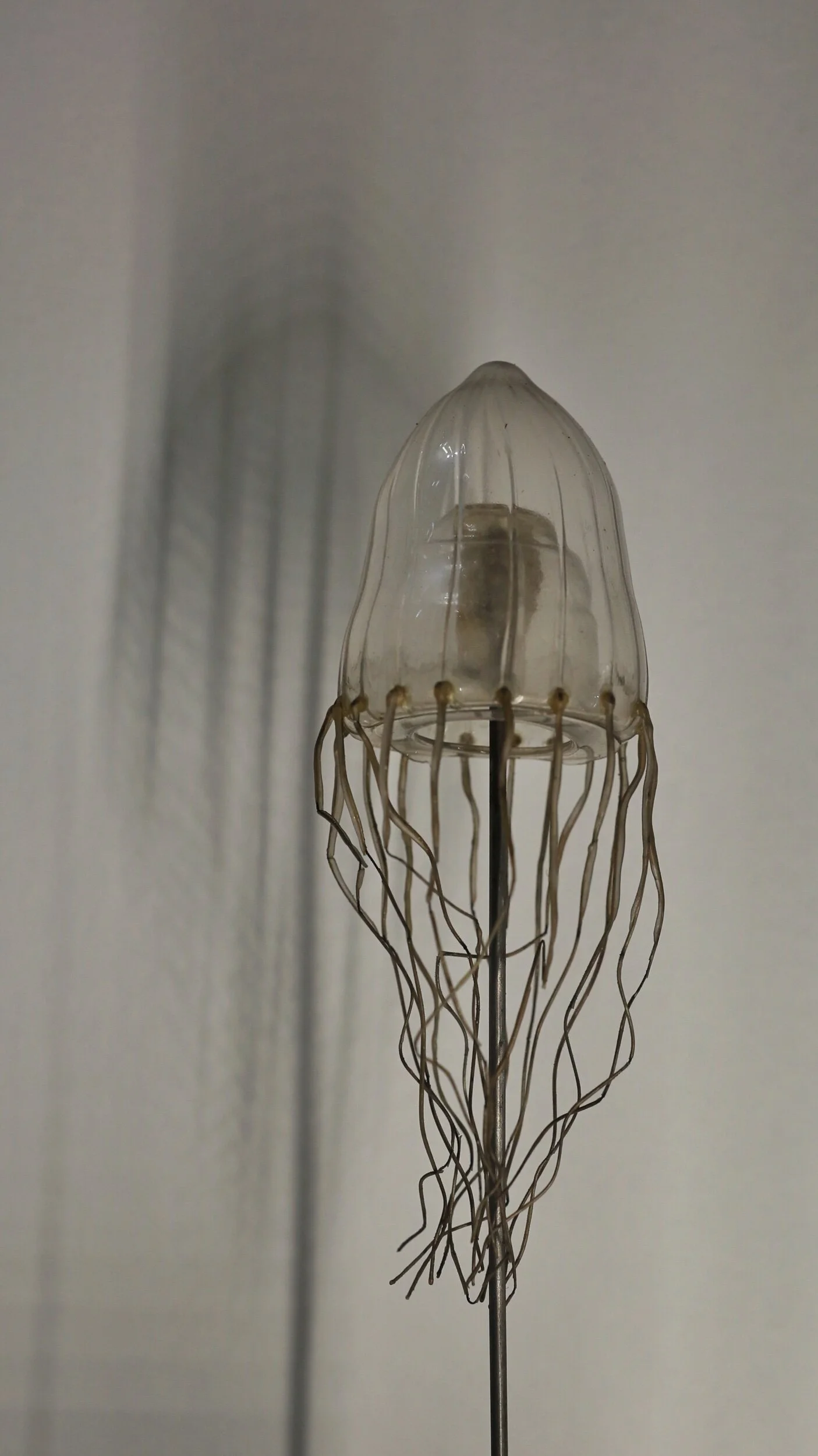 Blashka Glass models of sea life, Dublin Natural History Museum