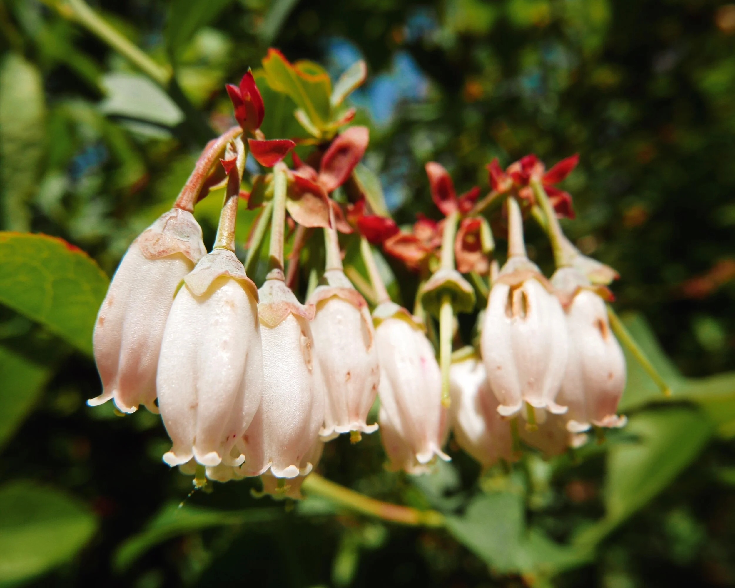 blueberry blossoms, farm tour Durham
