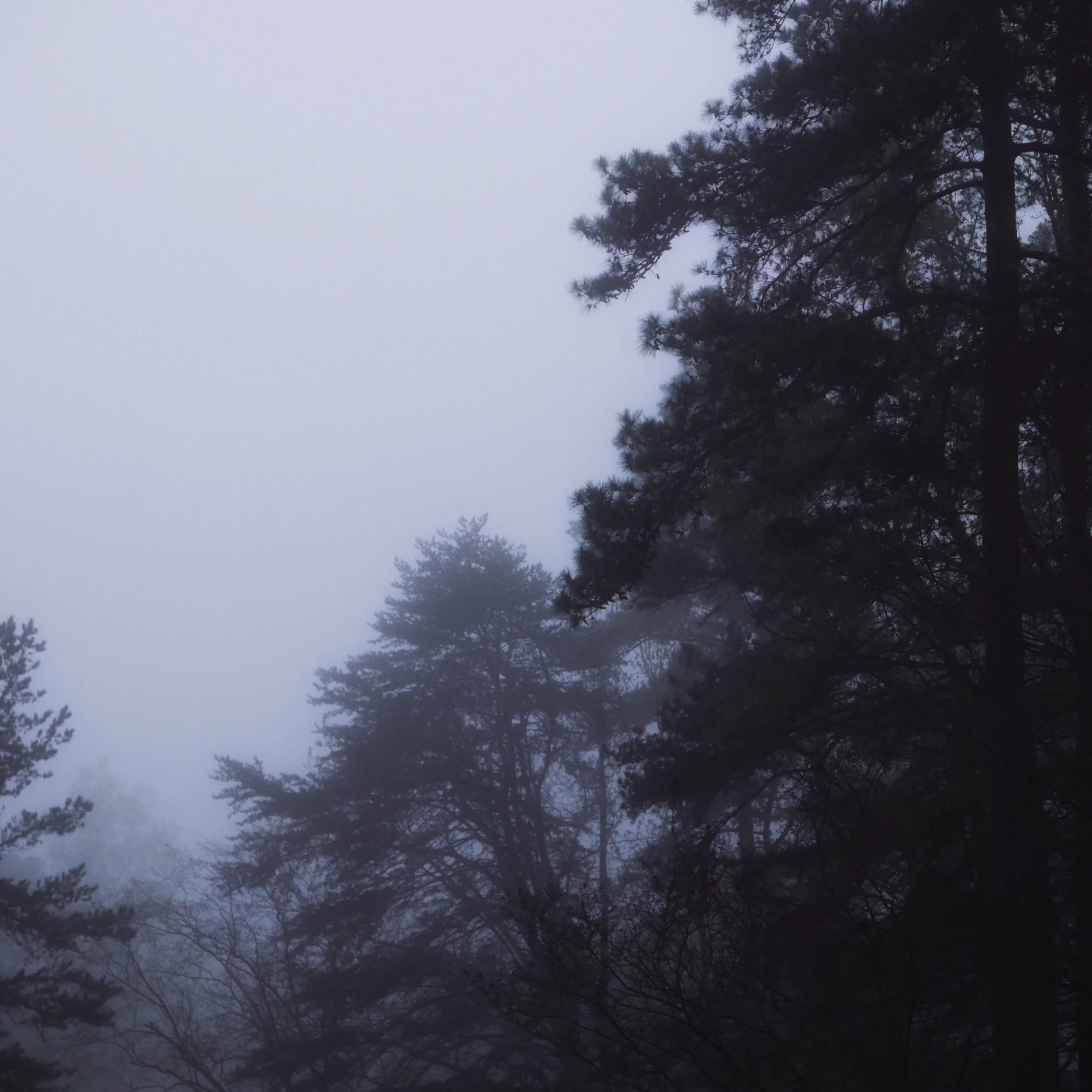 foggy morning, Raleigh 