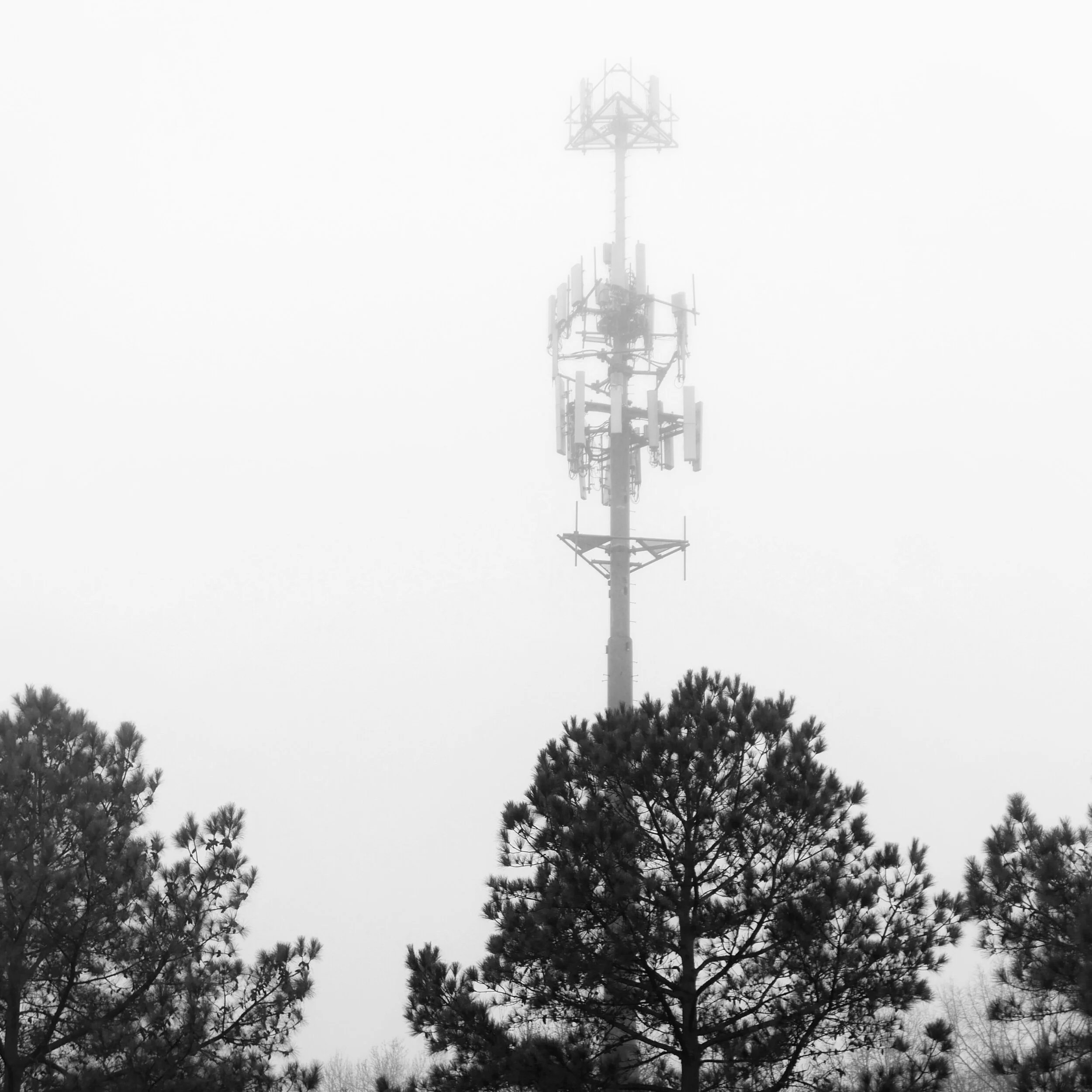 foggy morning, Raleigh