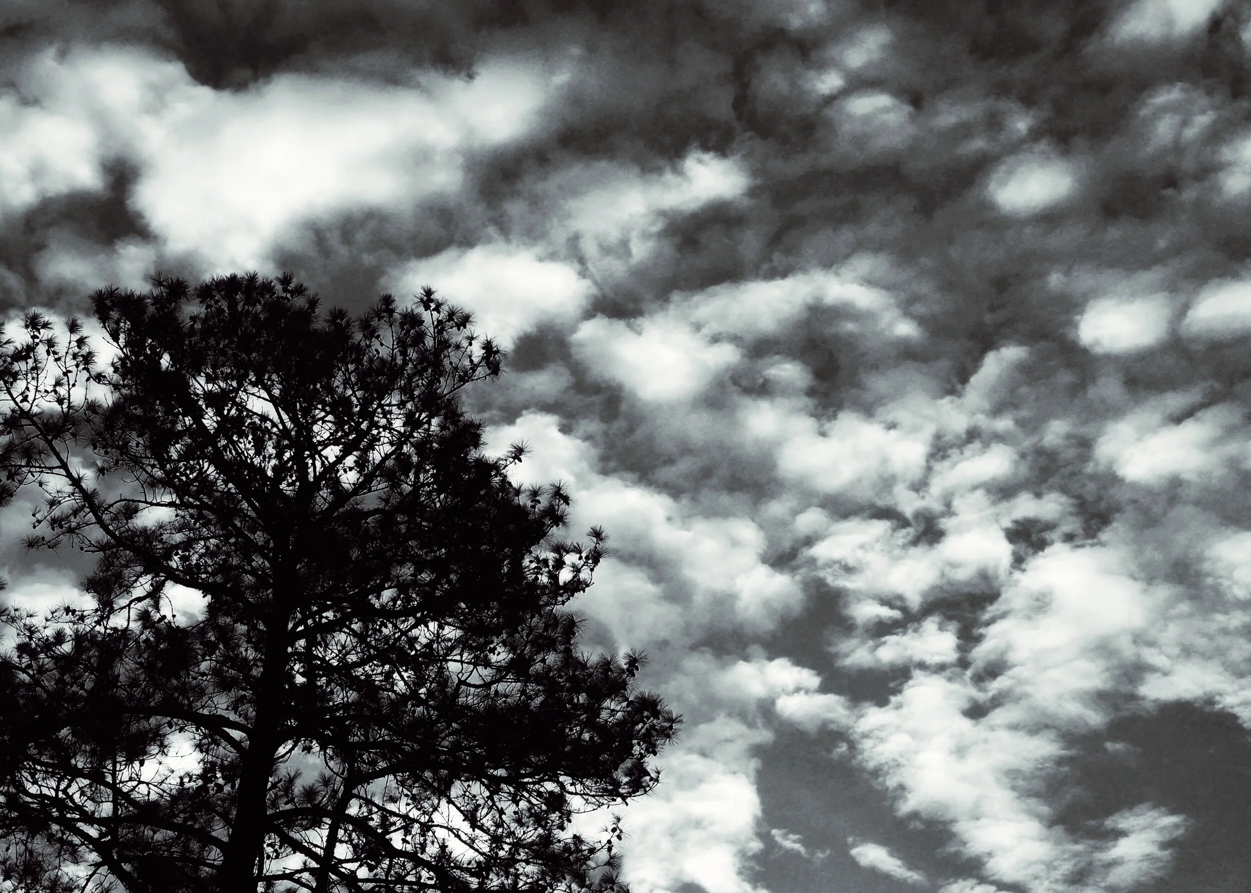 cloudy morning, Raleigh