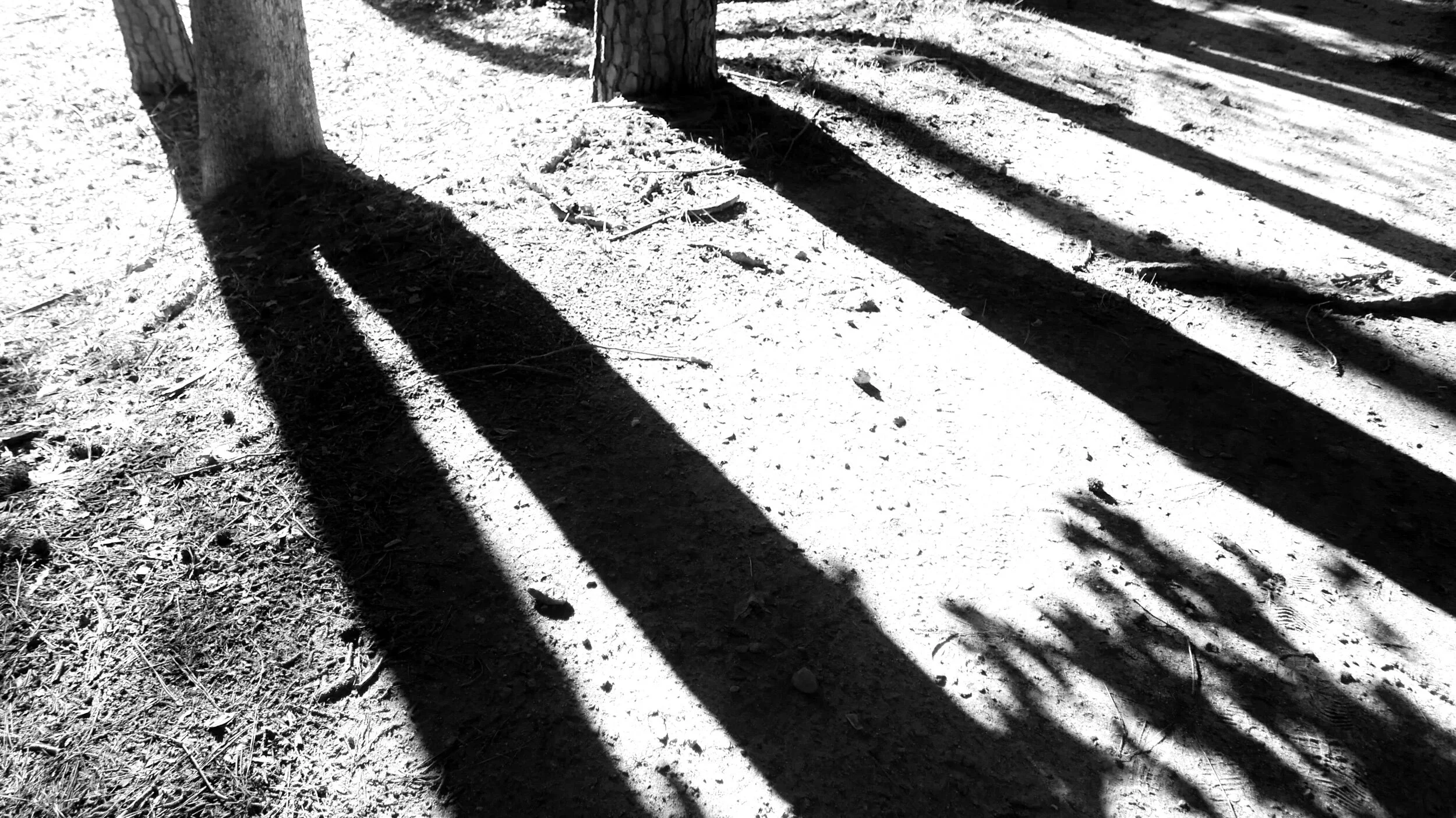 trees, Raleigh