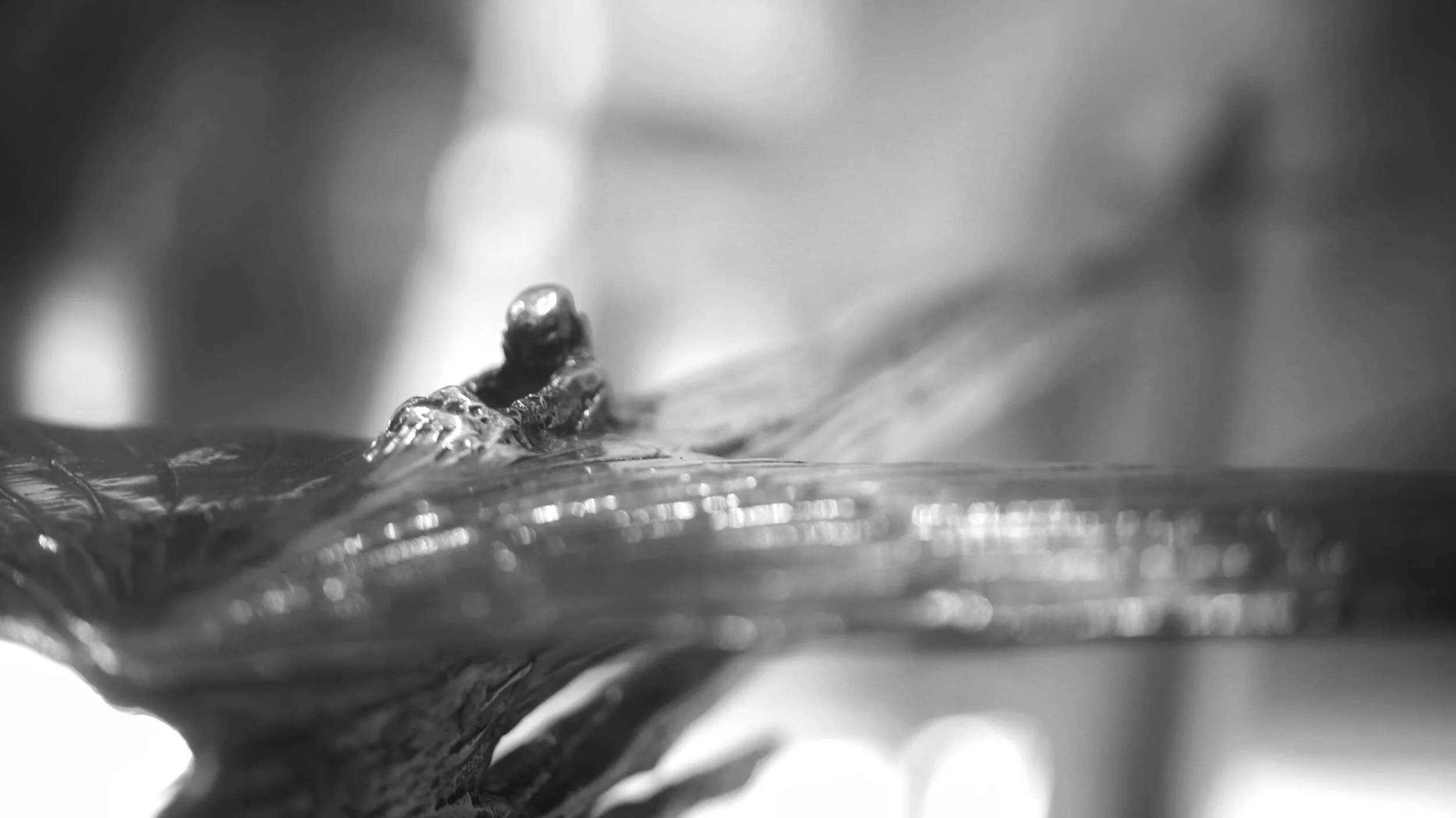 IMG_3017.jpeg