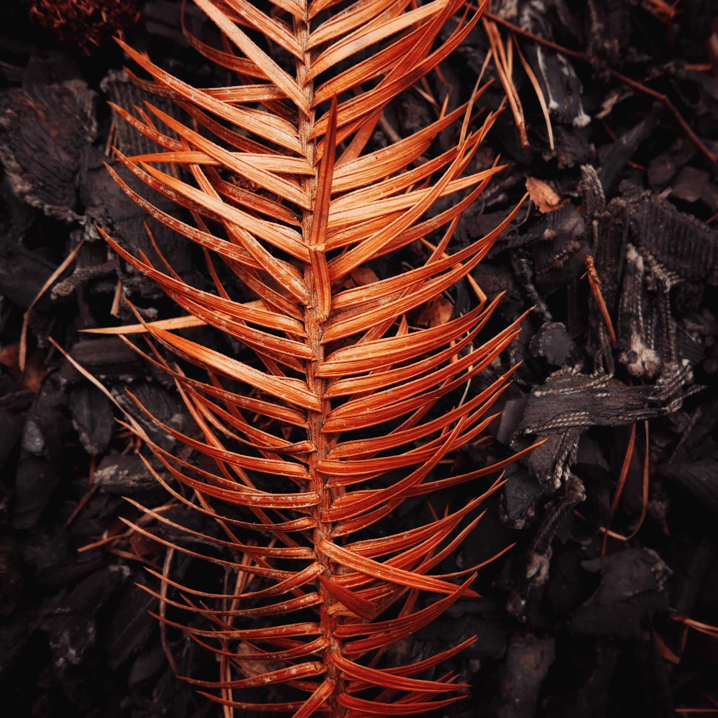 leaves