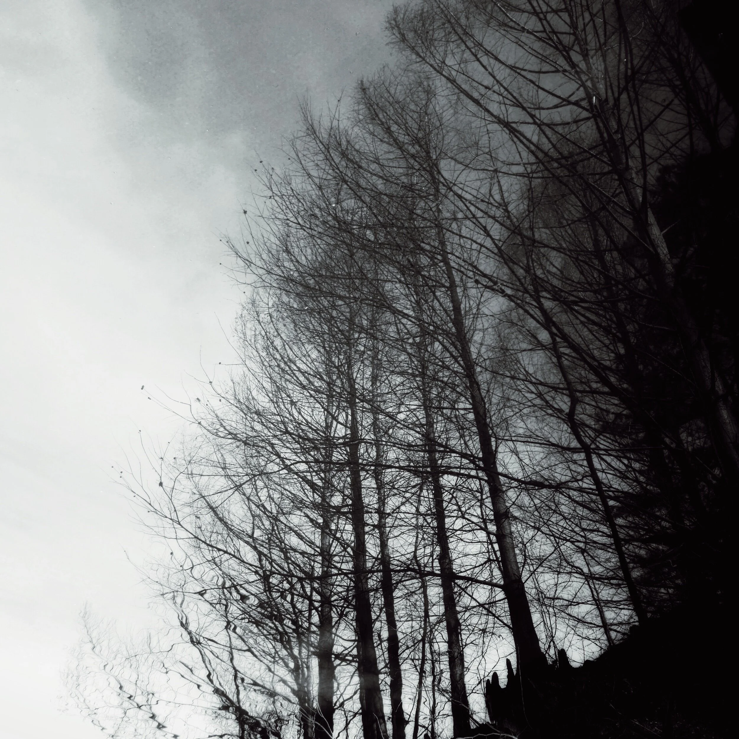 reflected trees