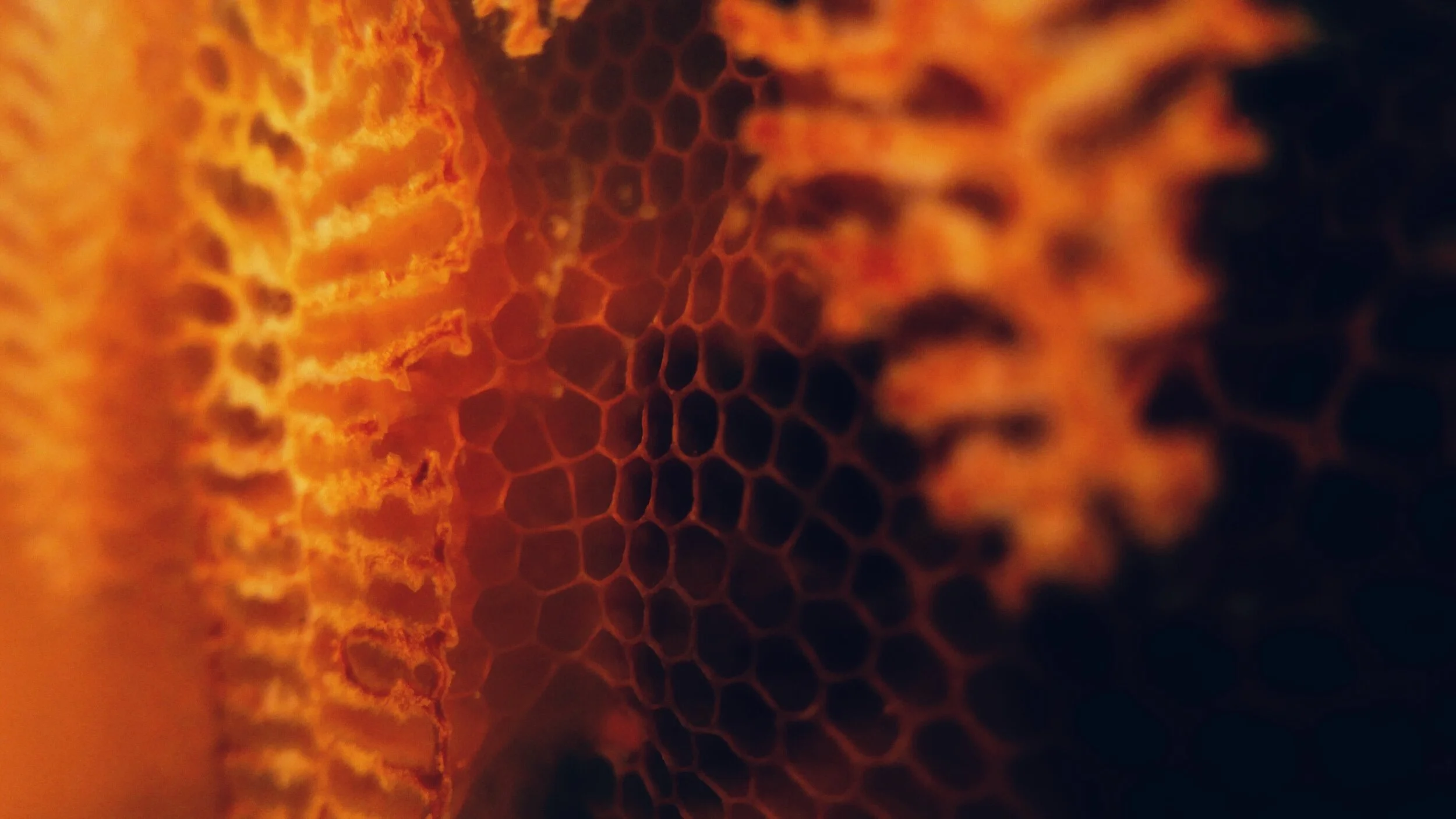 honeycomb