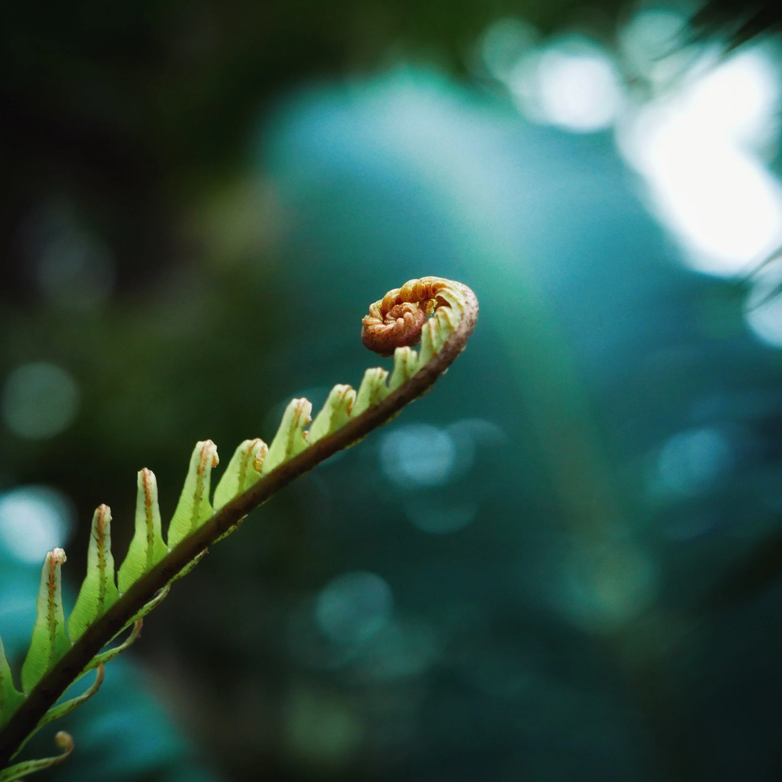 fiddlehead fern