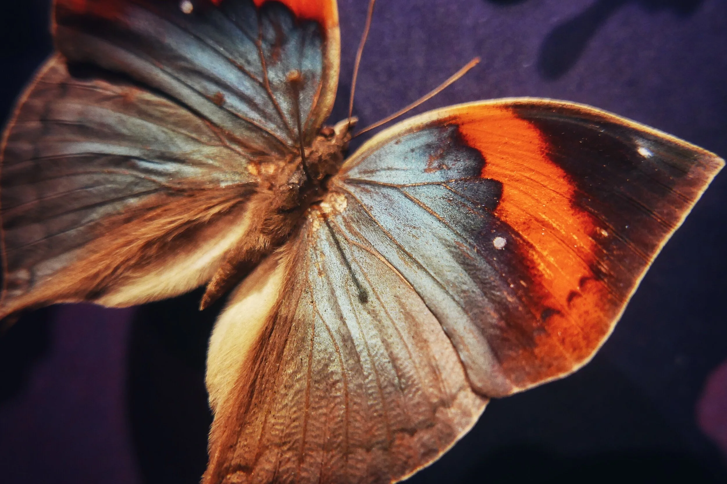 butterfly