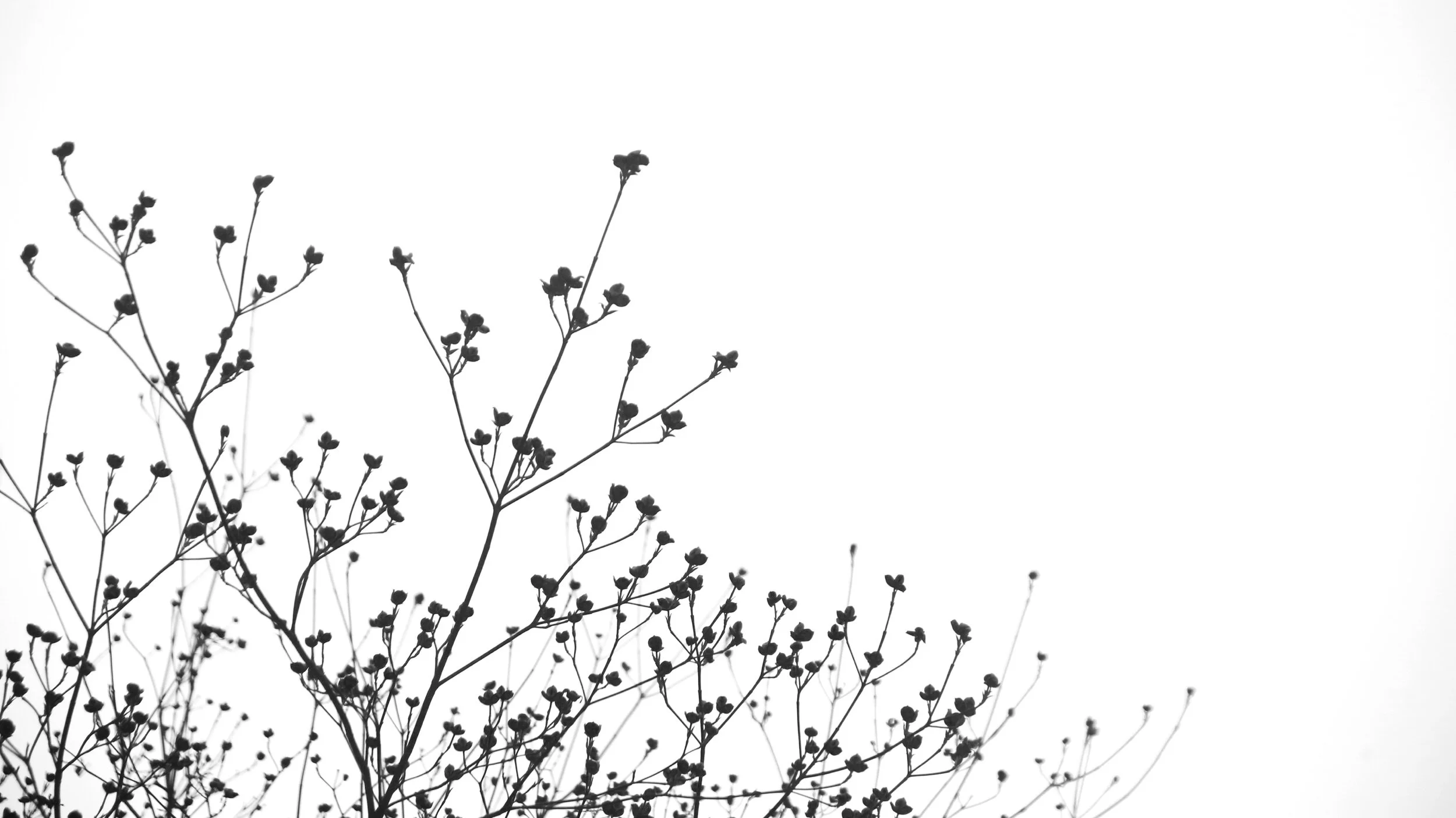 tree in spring