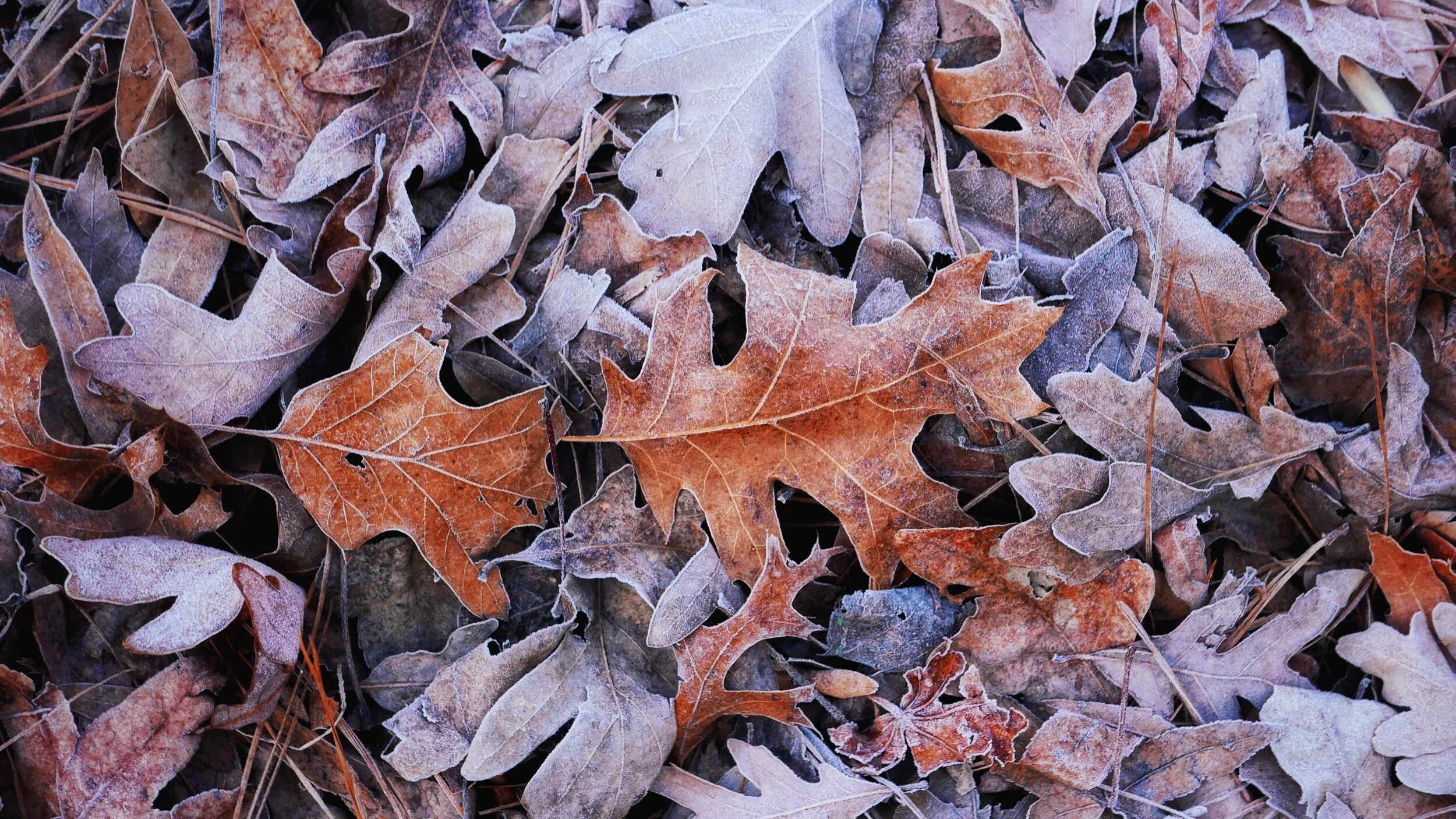 frosty leaves
