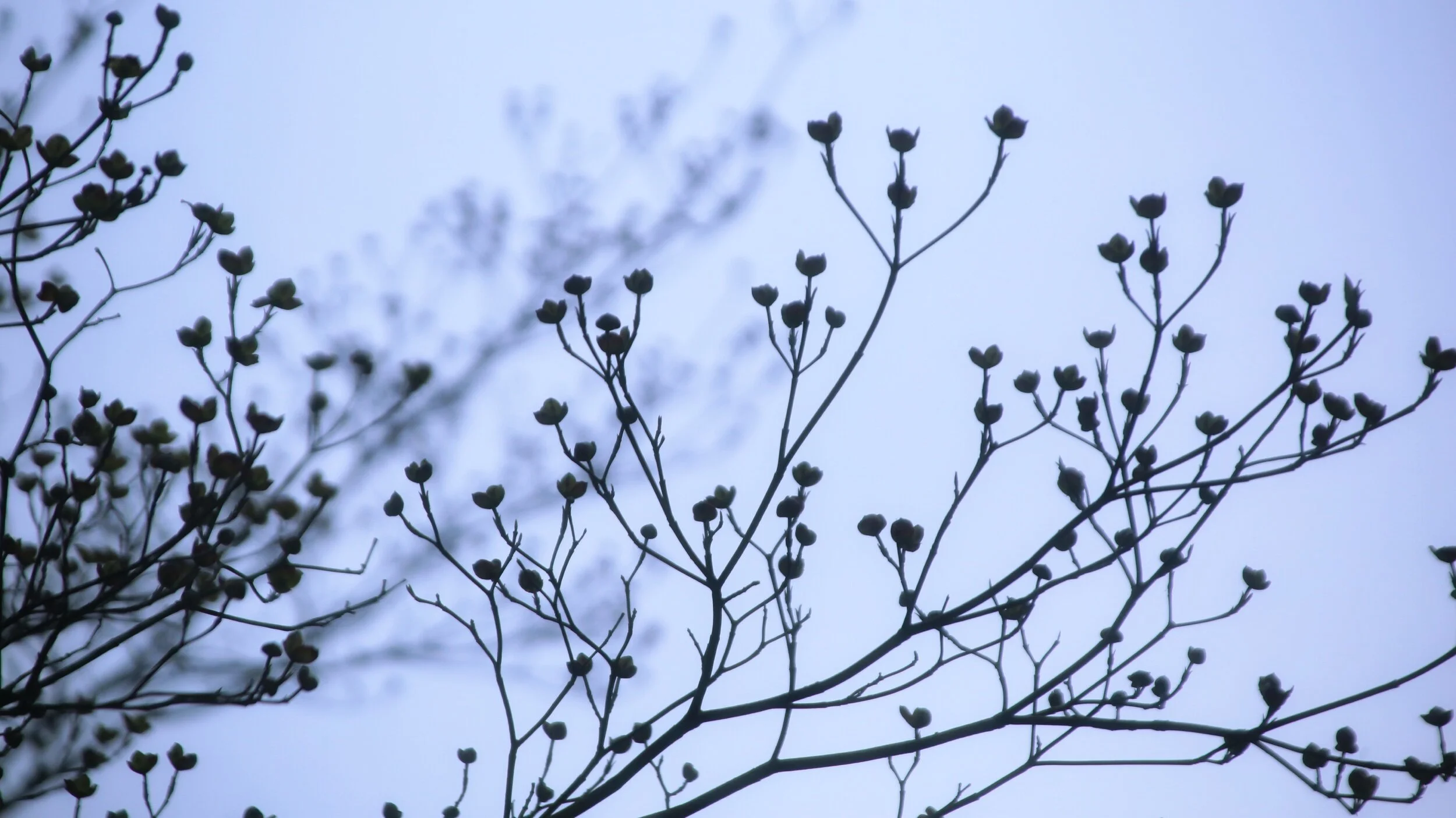 trees in spring