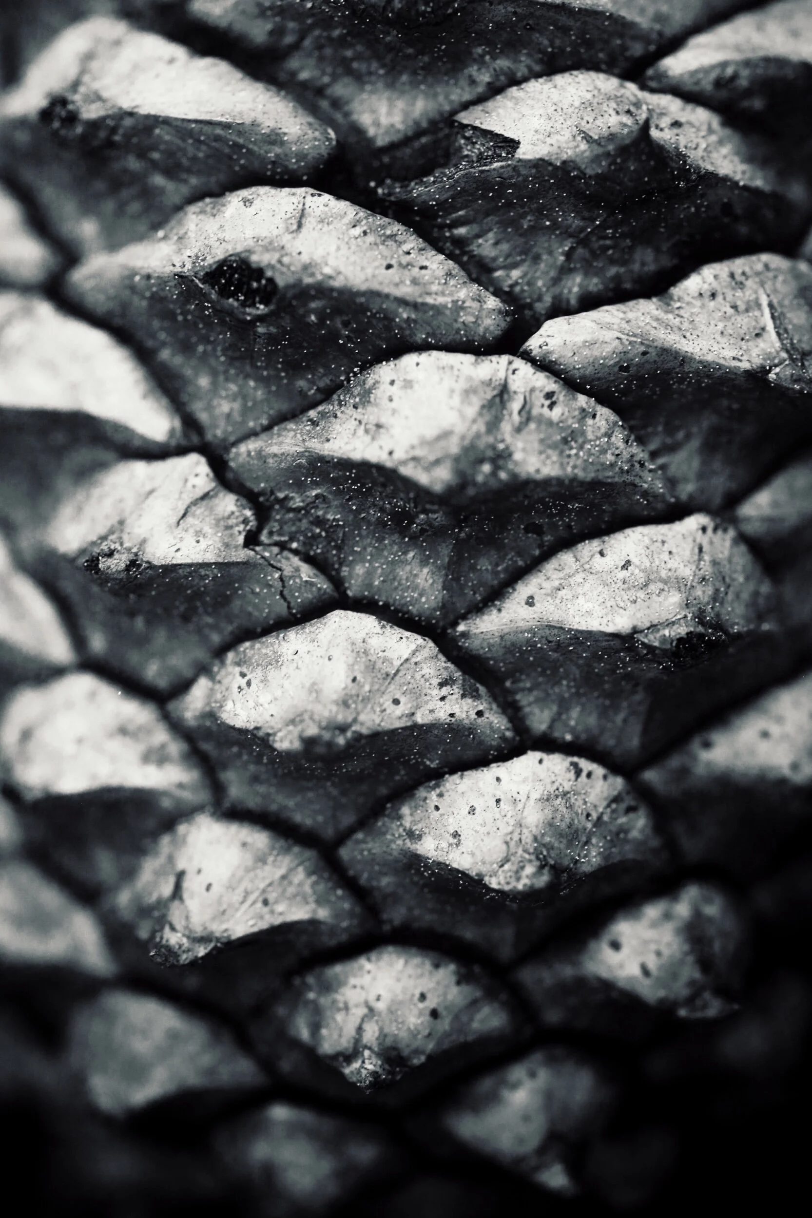 pine cone