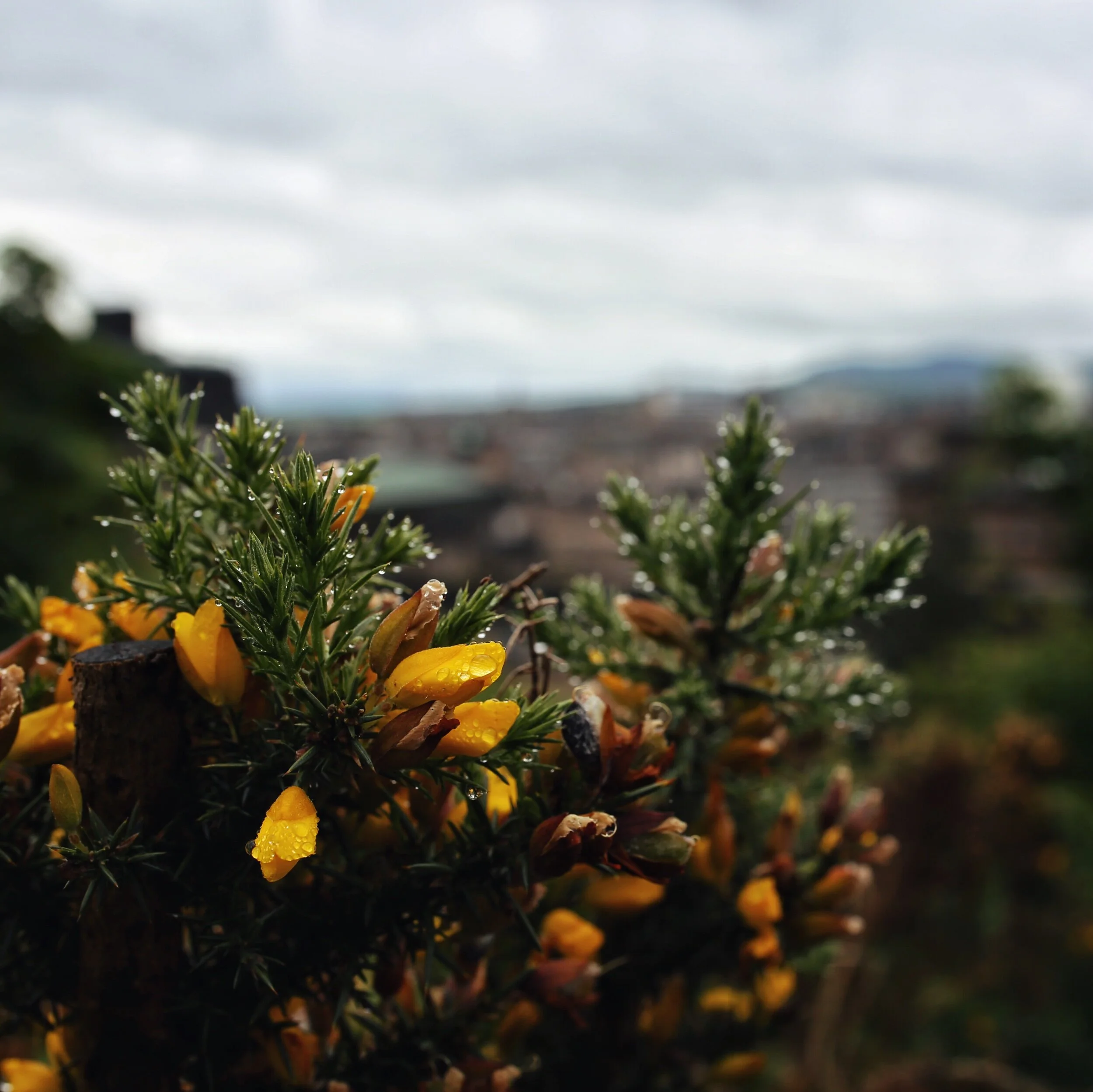 IMG_4384.jpeg