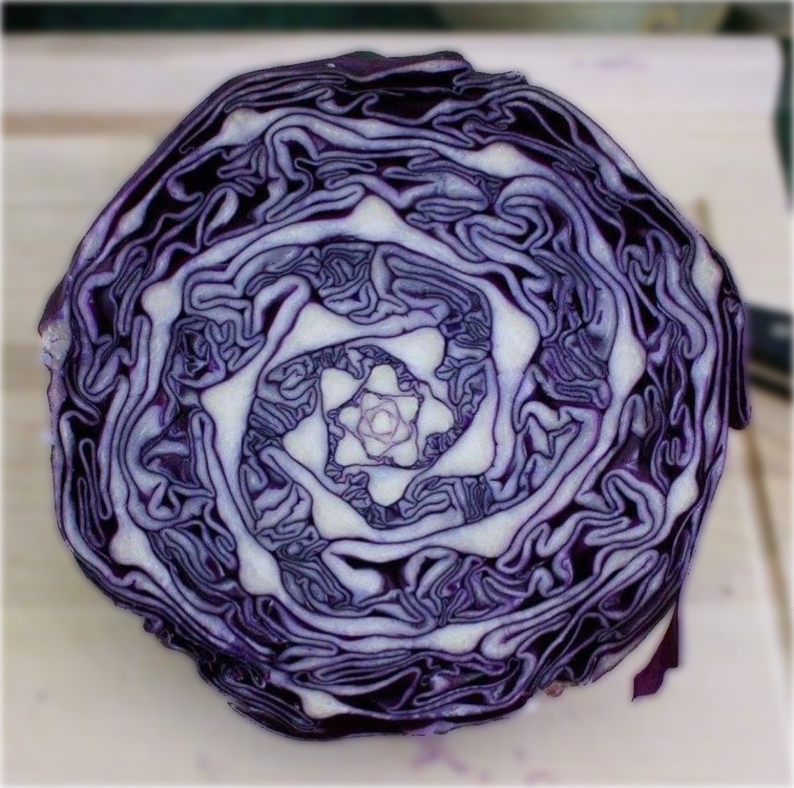 Red Cabbage 2022