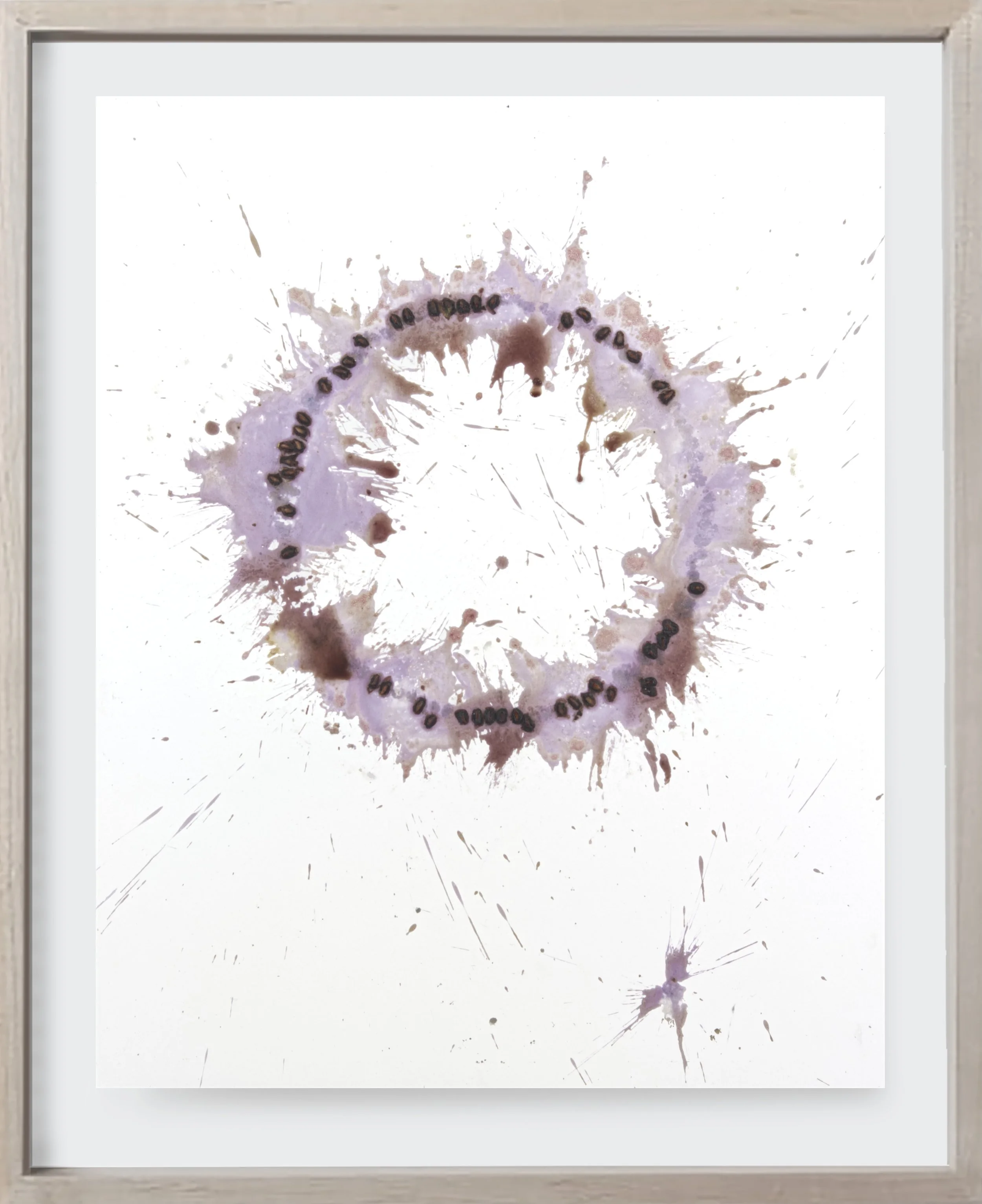  Pomegranate#158, 2024  Crushed pomegranate on archival paper. (19 x 24 )   Unframed    