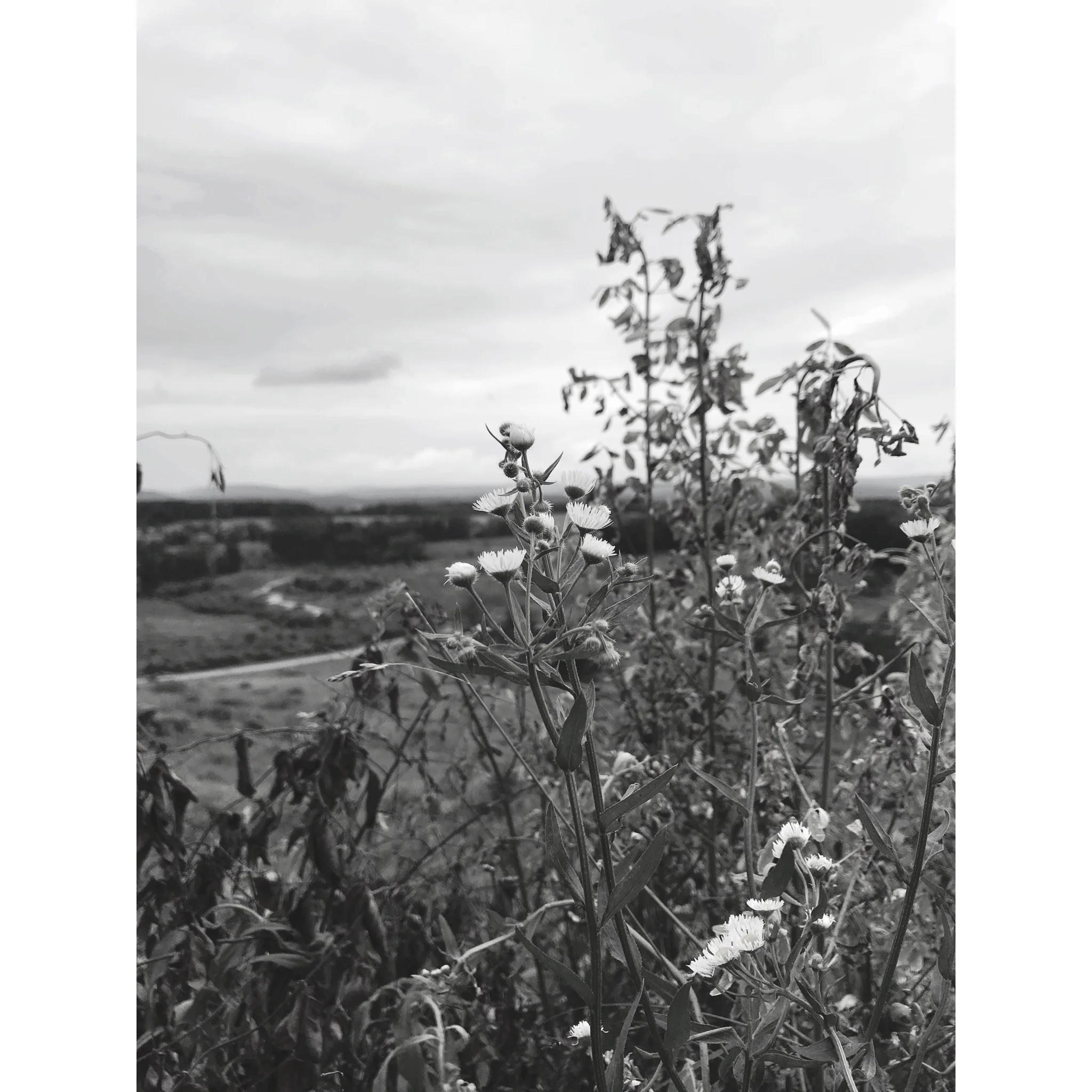 Wildflowers in Virginia 