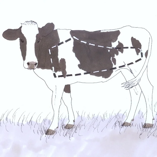 Cow.JPG