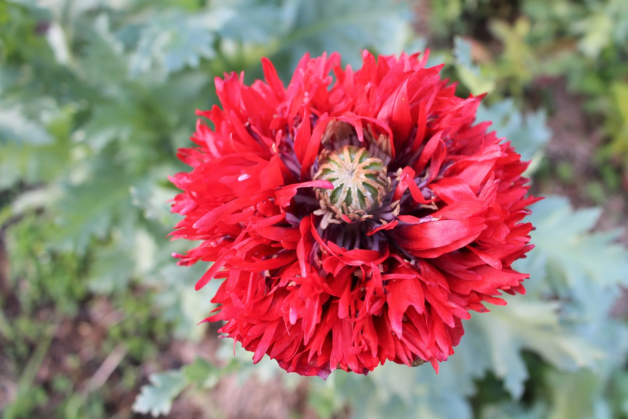 Chima Family Heirloom Poppy