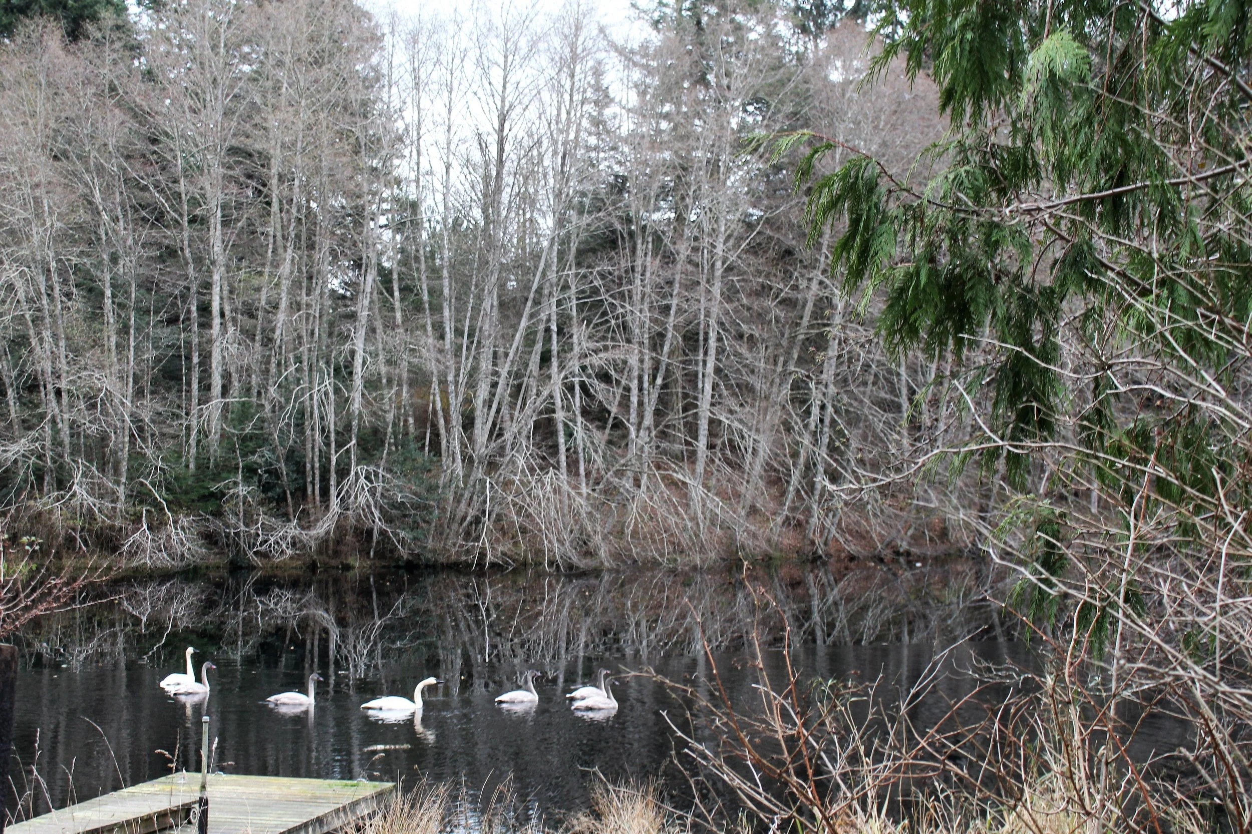 Pond in Fall