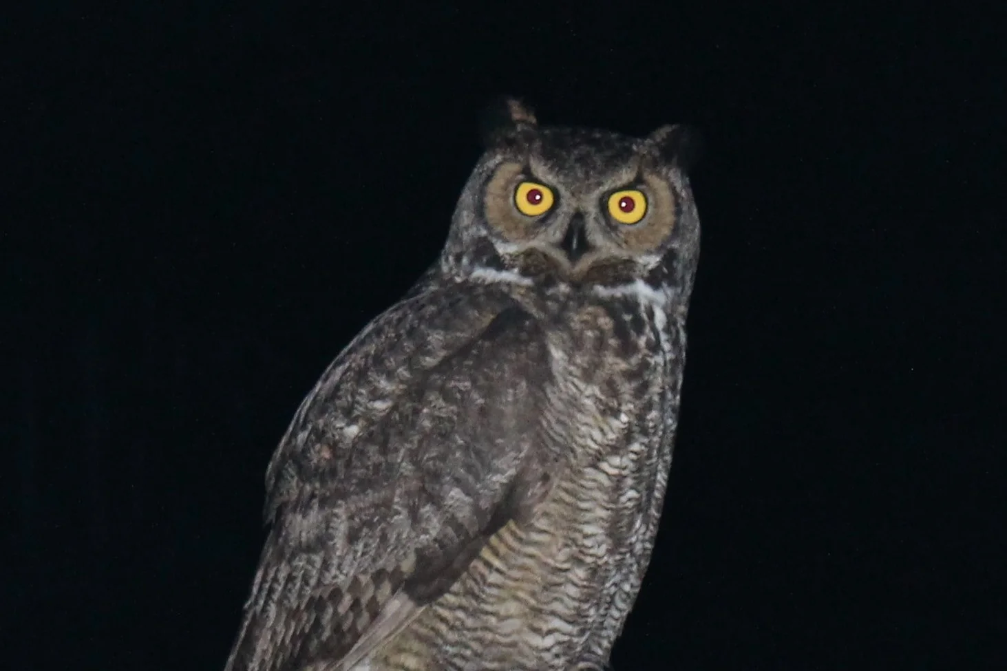 Great Horned Owl Visitation