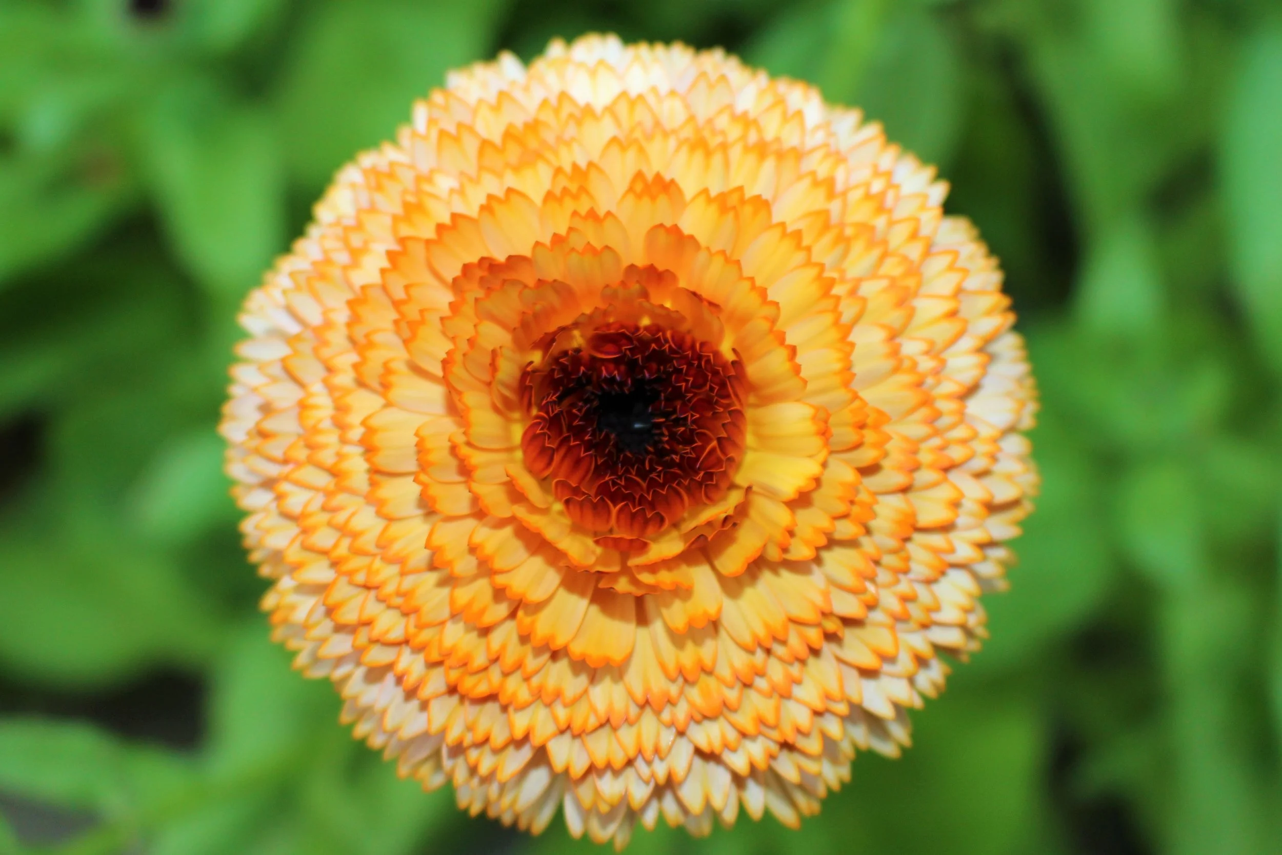 Calendula