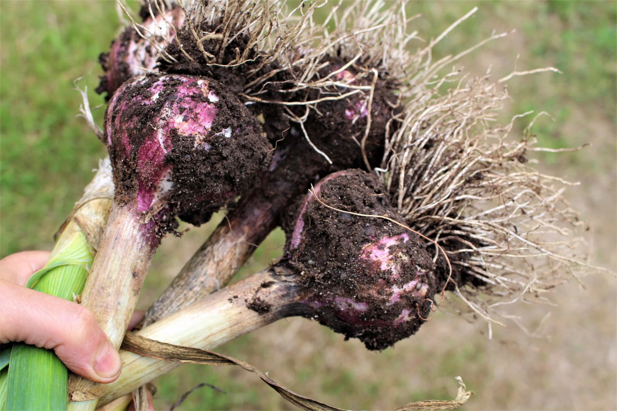 Gorgeous Garlic