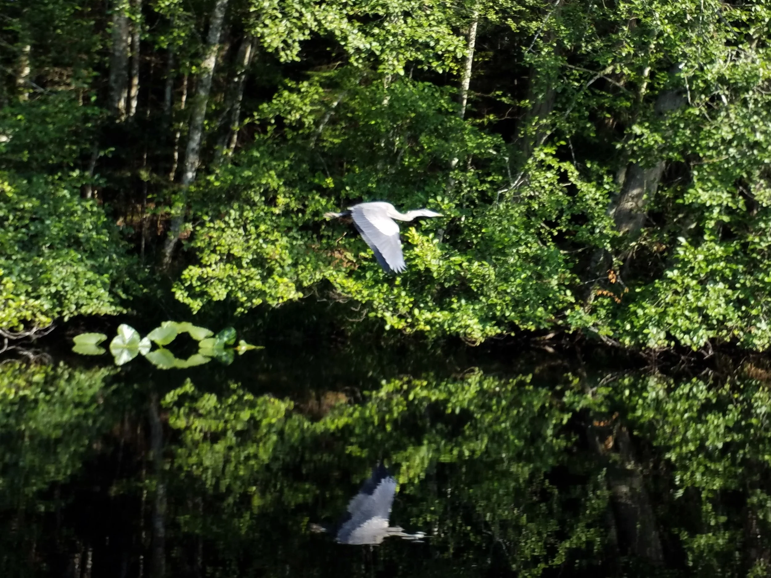 Heron in Flight