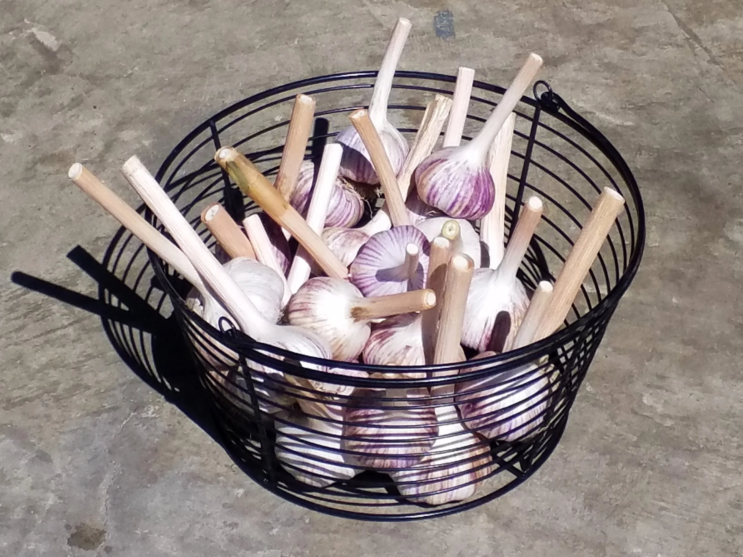 Garlic Bounty