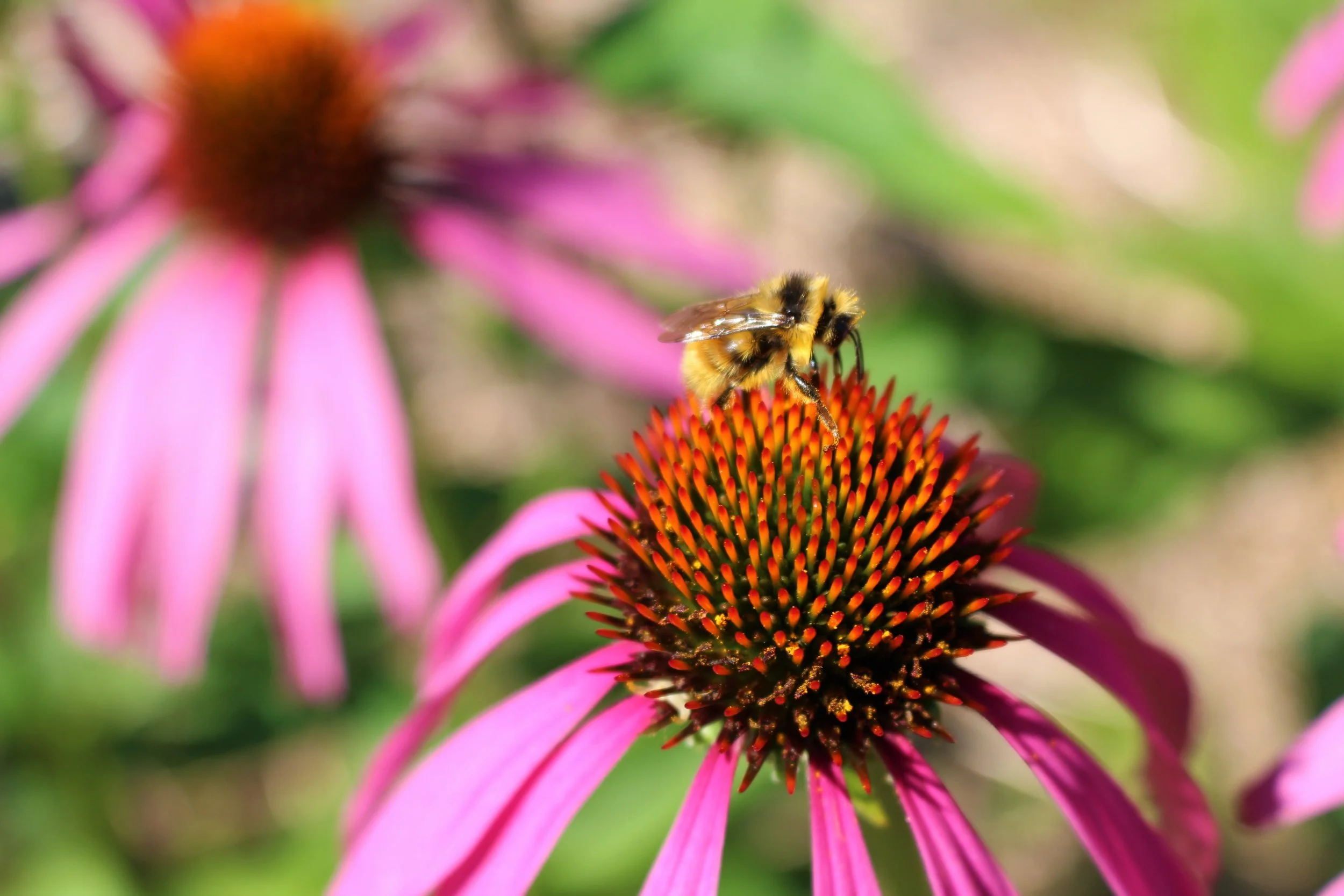 Bumble on Echinacea