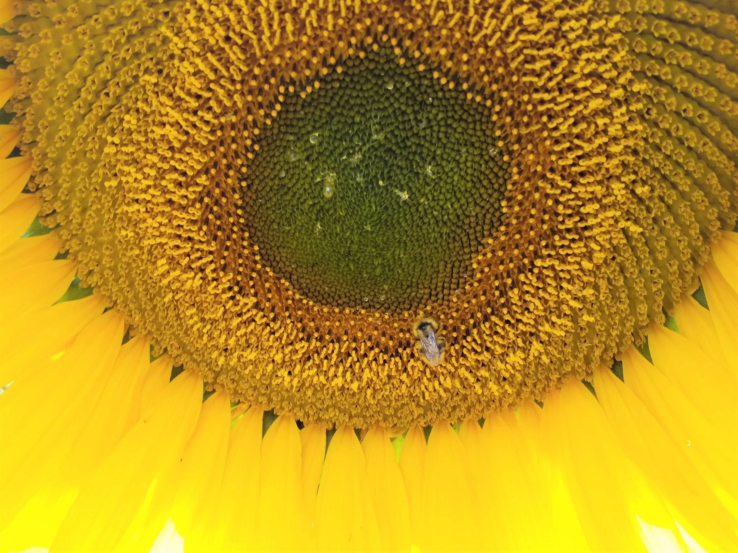 Bumble on Sunflower