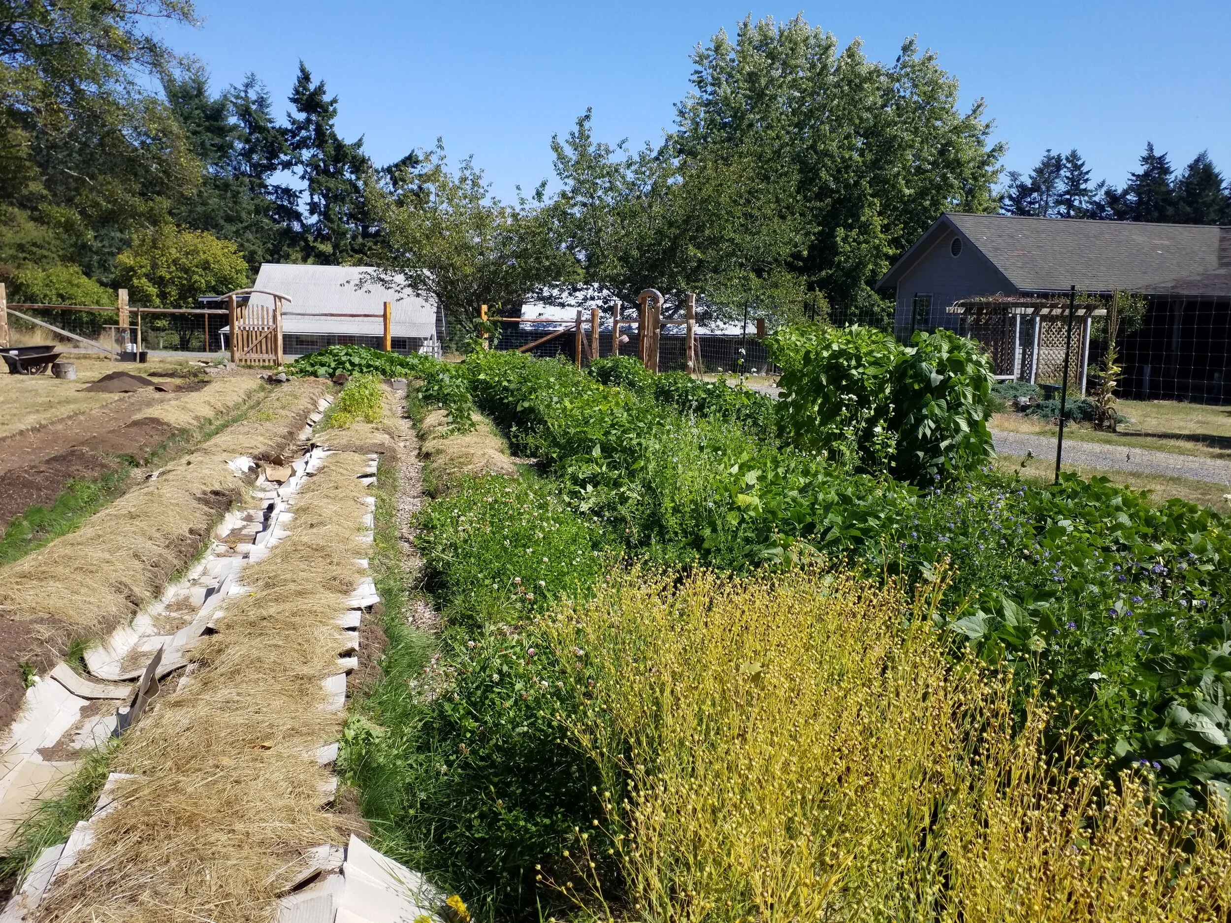 Front Lawn Transformation