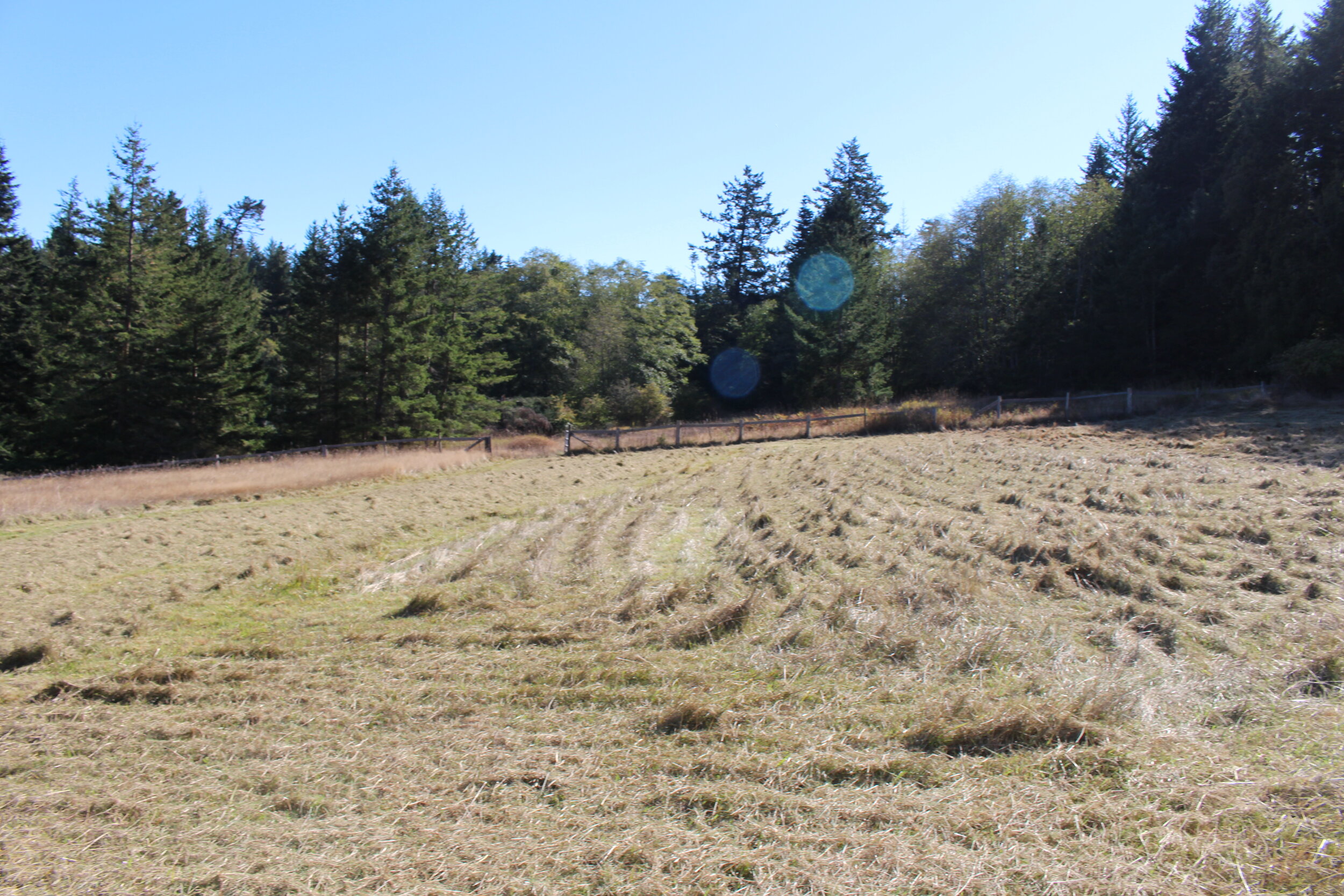 SW Pasture Oct 2019.JPG