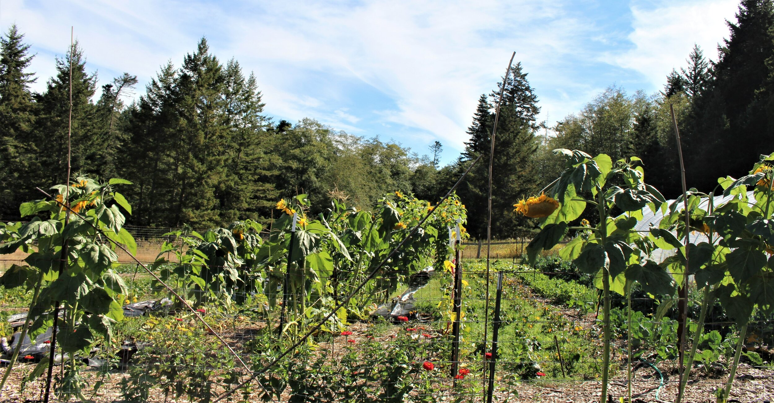 SW Pasture Abundance - Sept 2021.jpg