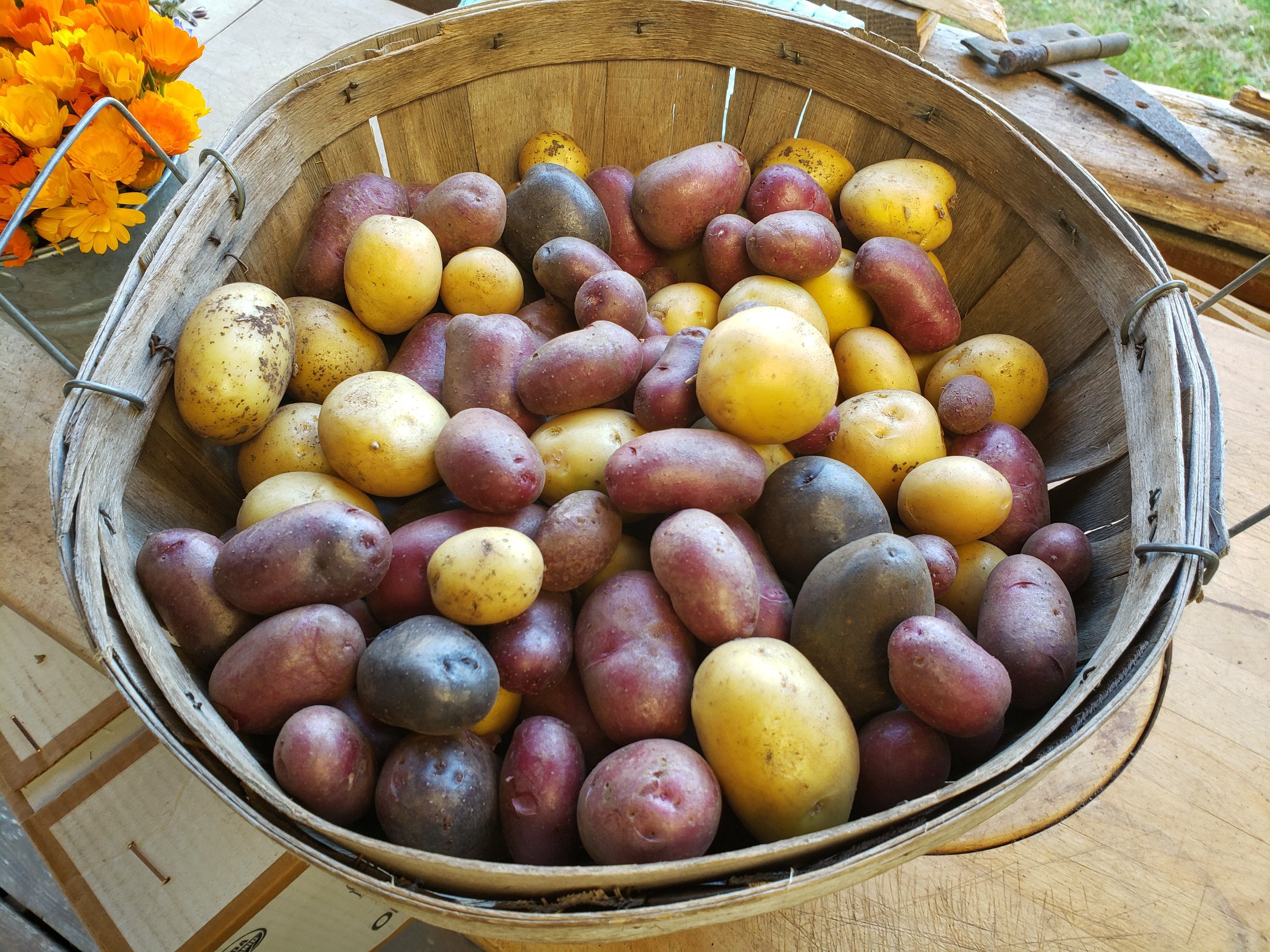 Mixed Potatoes.jpg