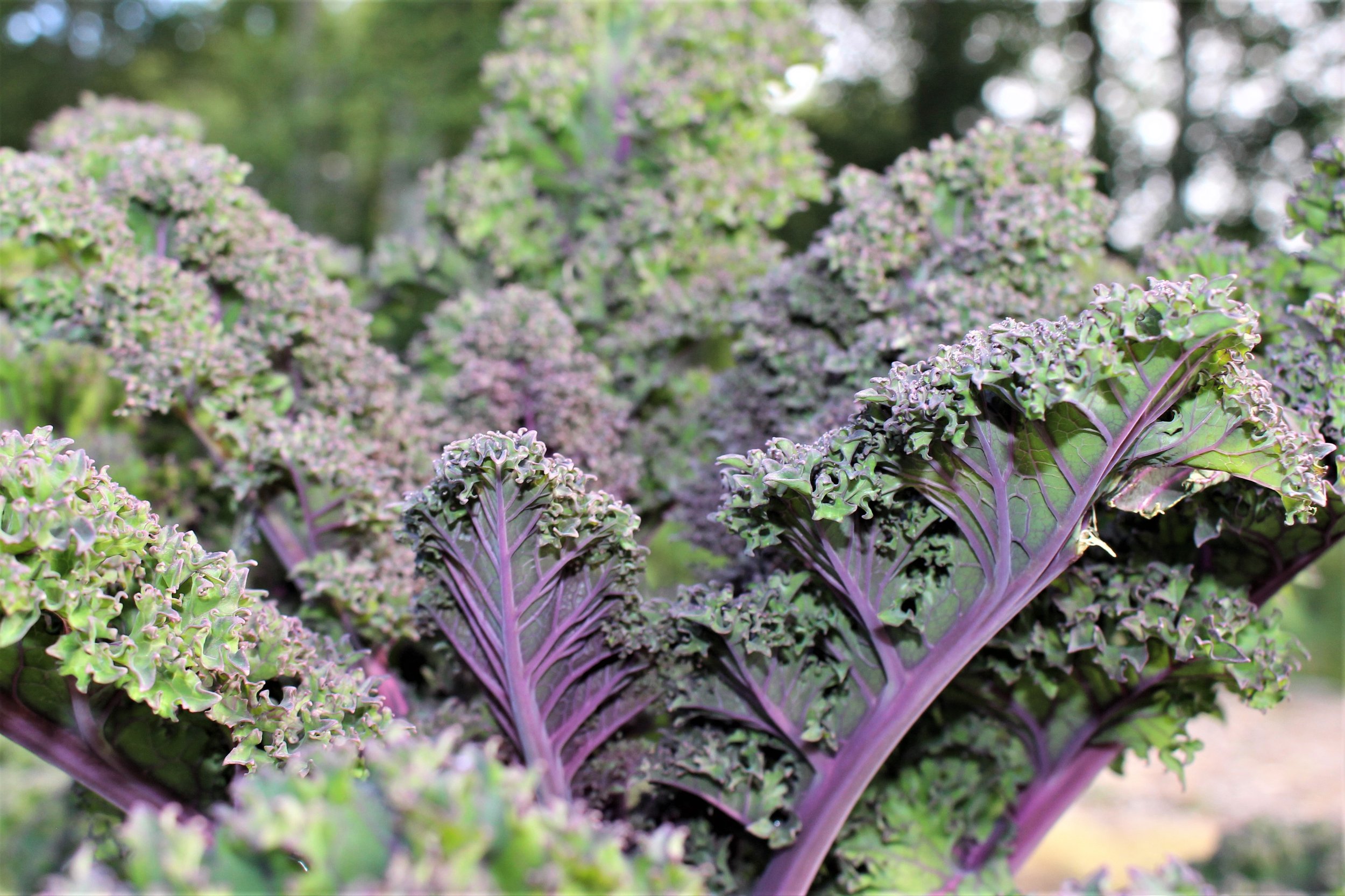 Baltic Red Kale