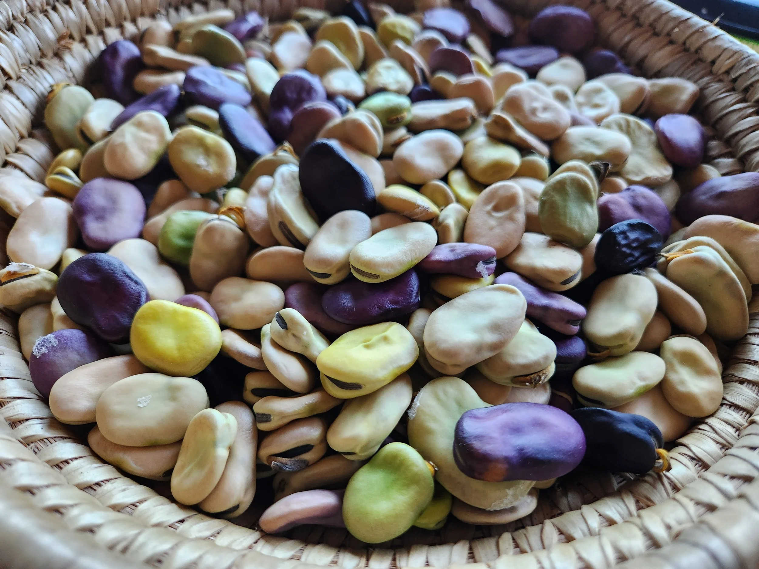 Fava Bean Saved Seed 20260818.jpg
