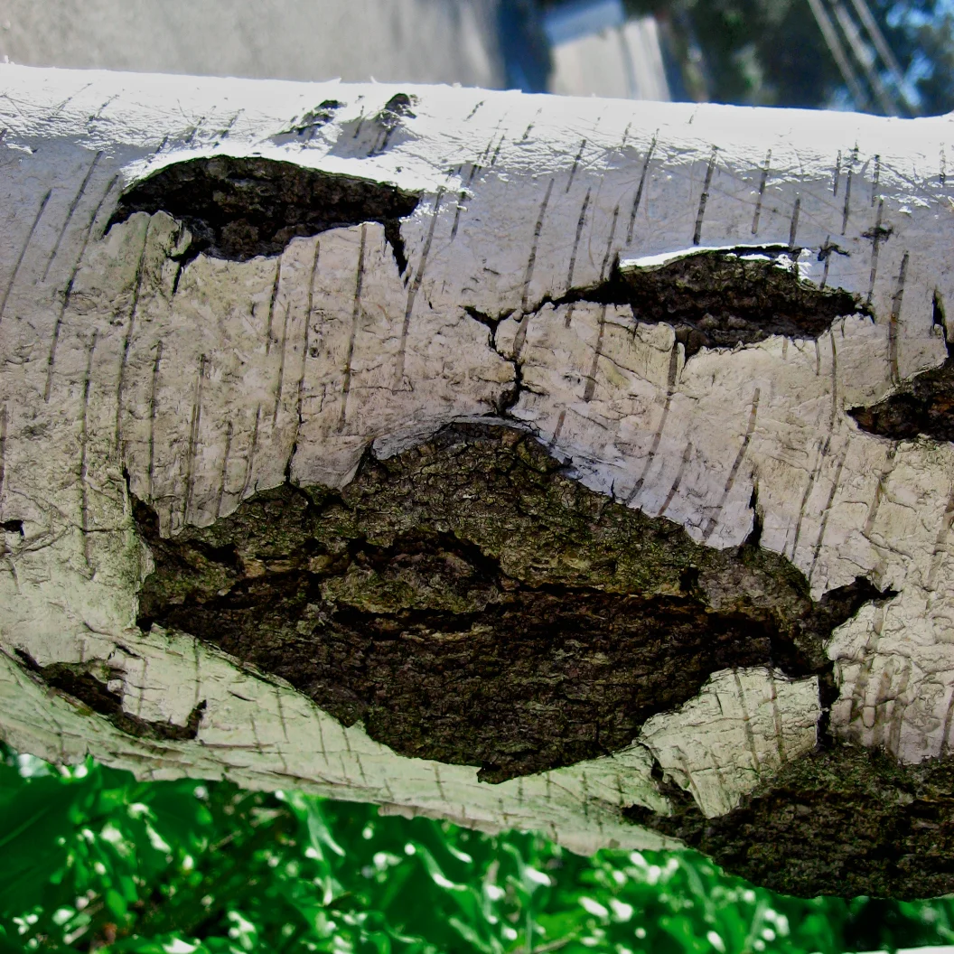 Birch Smiley, 1.jpg